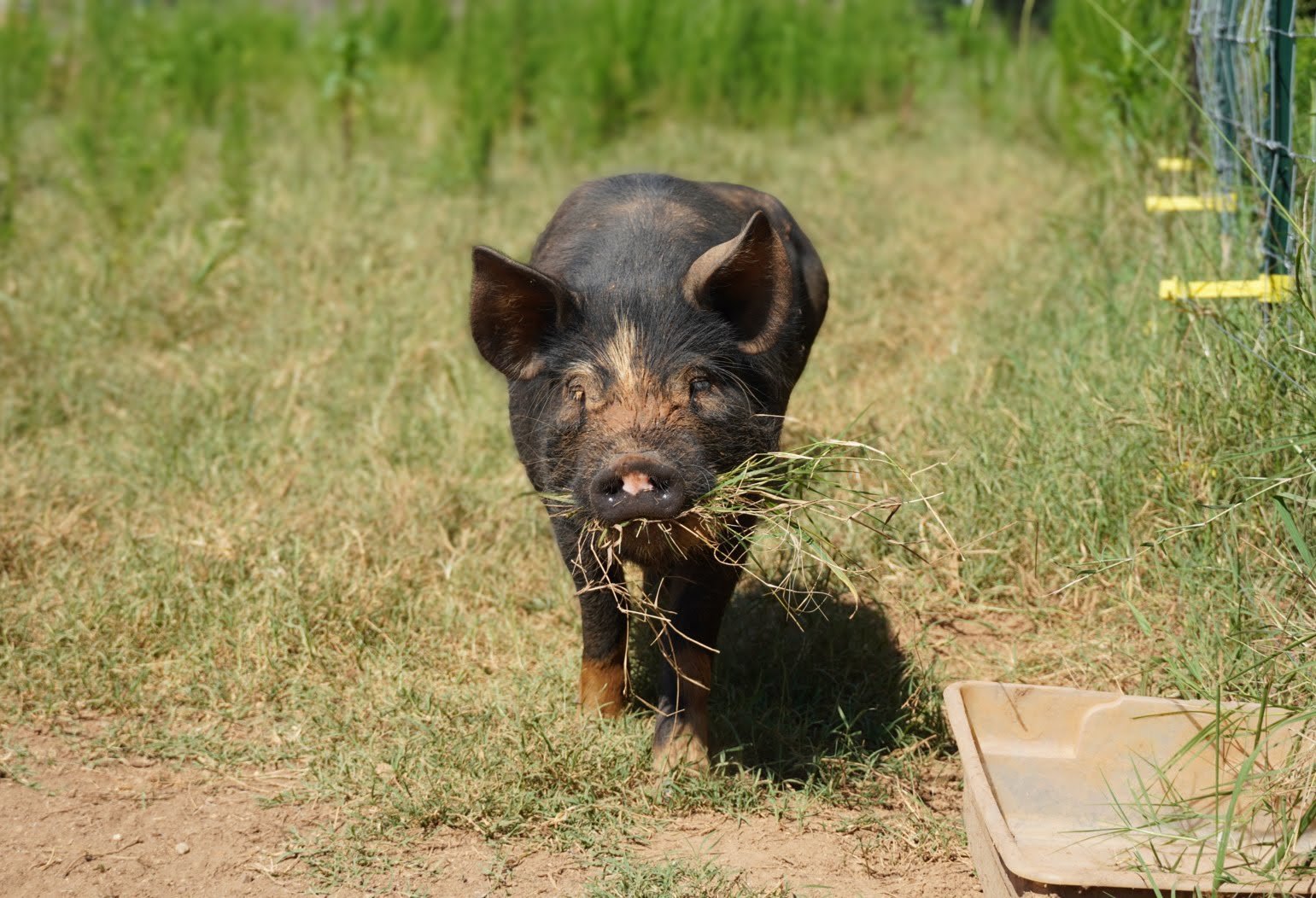 A young black pig with brown patches on its legs and face is walking on grass, holding a bunch of dry grass in its mouth, near a fenced area with a plastic container on the ground.