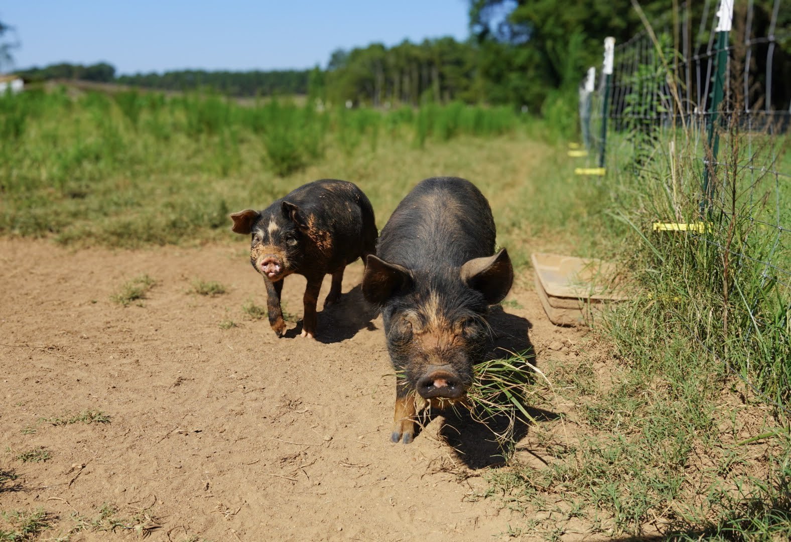 Two pigs, one small and one large, walking outdoors on dirt ground next to green grass, fence on the right, trees and blue sky in the background.