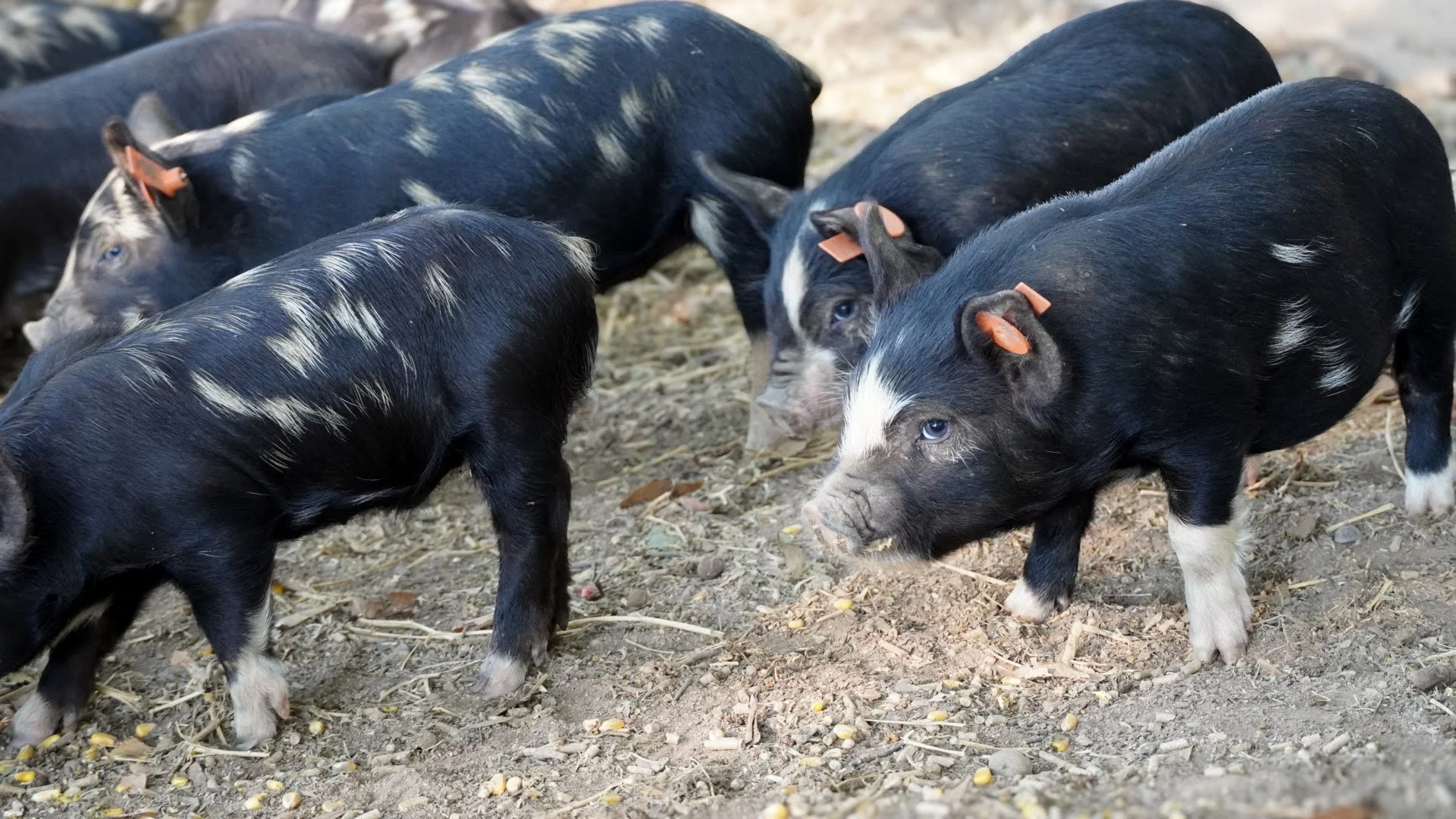 Group of black and white piglets with blue eyes eating from the ground on a farm.