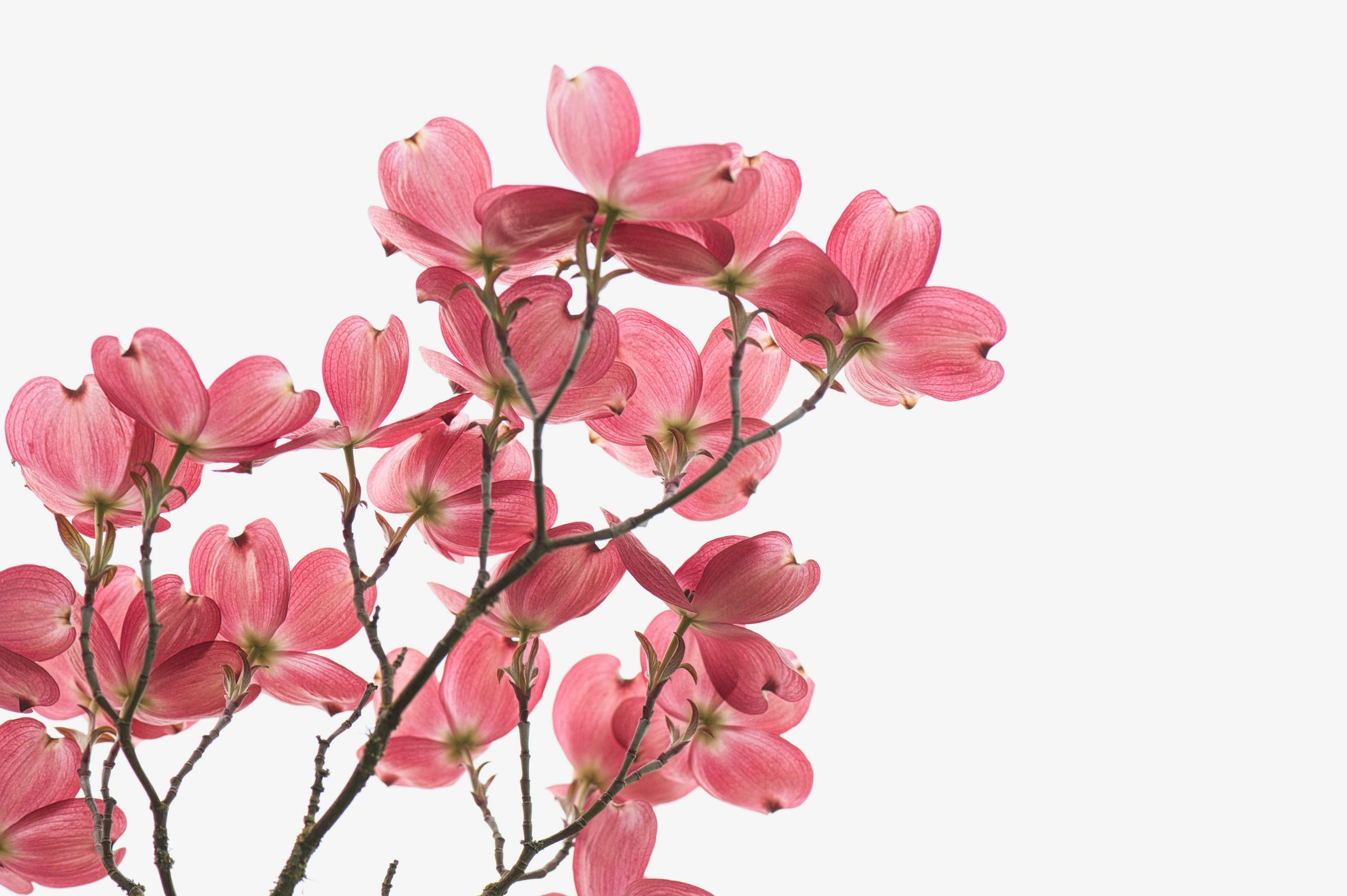 Pink spring blooming flowers on branches against a white background.