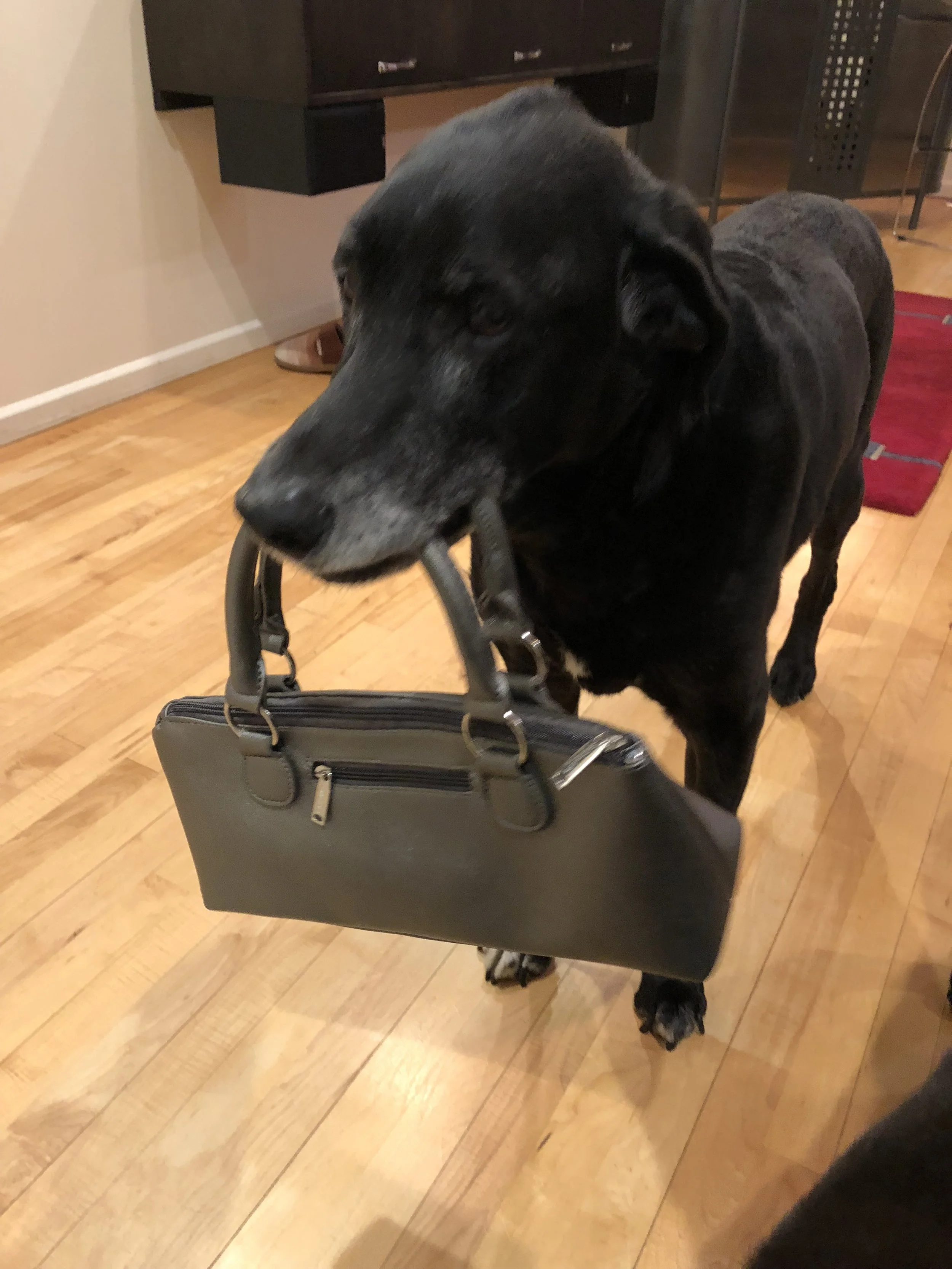 Black dog carrying a black bag in its mouth inside a house with wooden flooring.