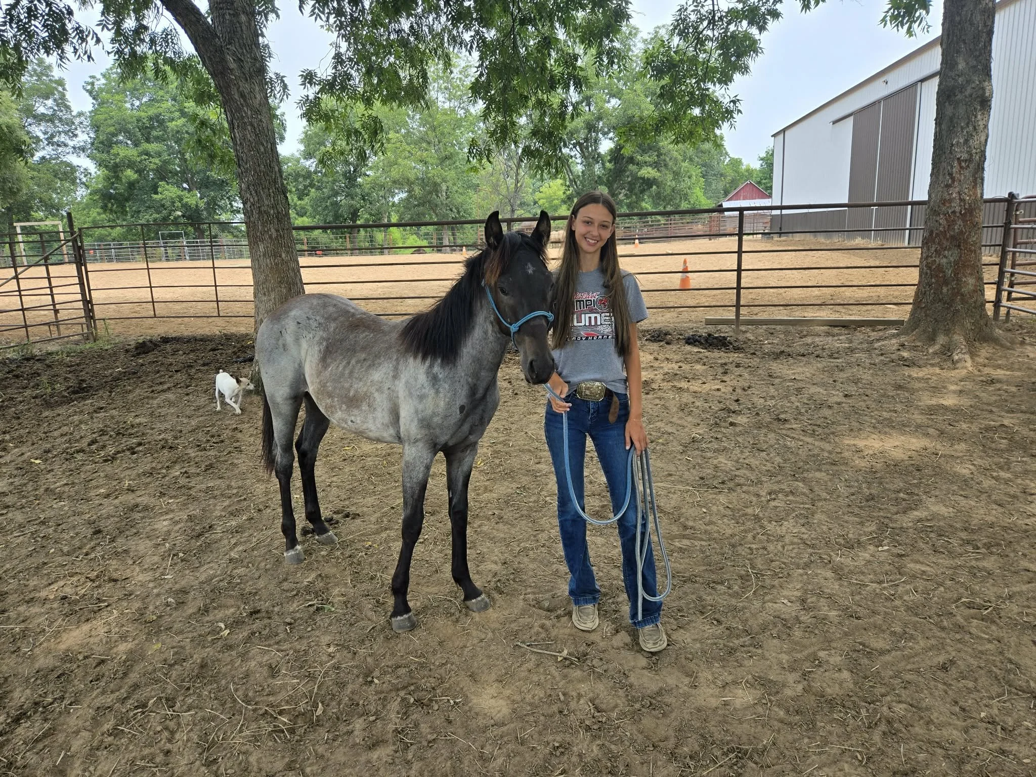Chasin Blue Fox, aka "Chase" is a '25 Haltering & Handling graduate.