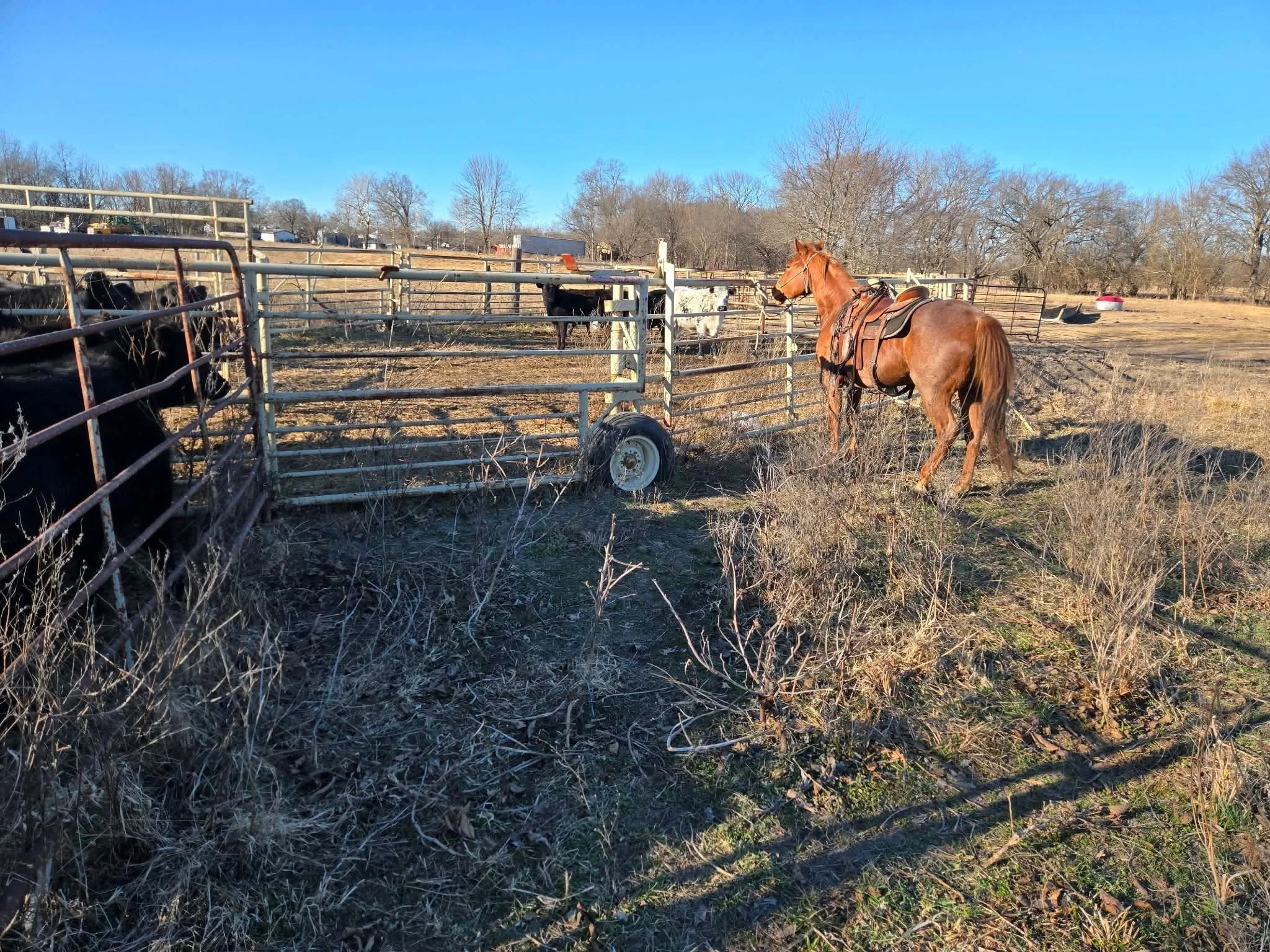 CC HANDYMAN x MISS BLACK SPOT ACE, aka "Trudy", '25 Colt Starting graduate with a brave heart and sure foot.