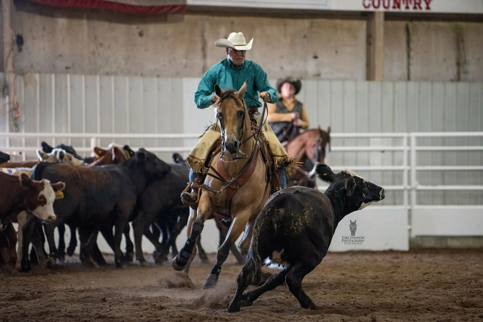 Bob Sullivan and AQHA Gelding, Shiny Buck O Roo, competing in cattle classes.