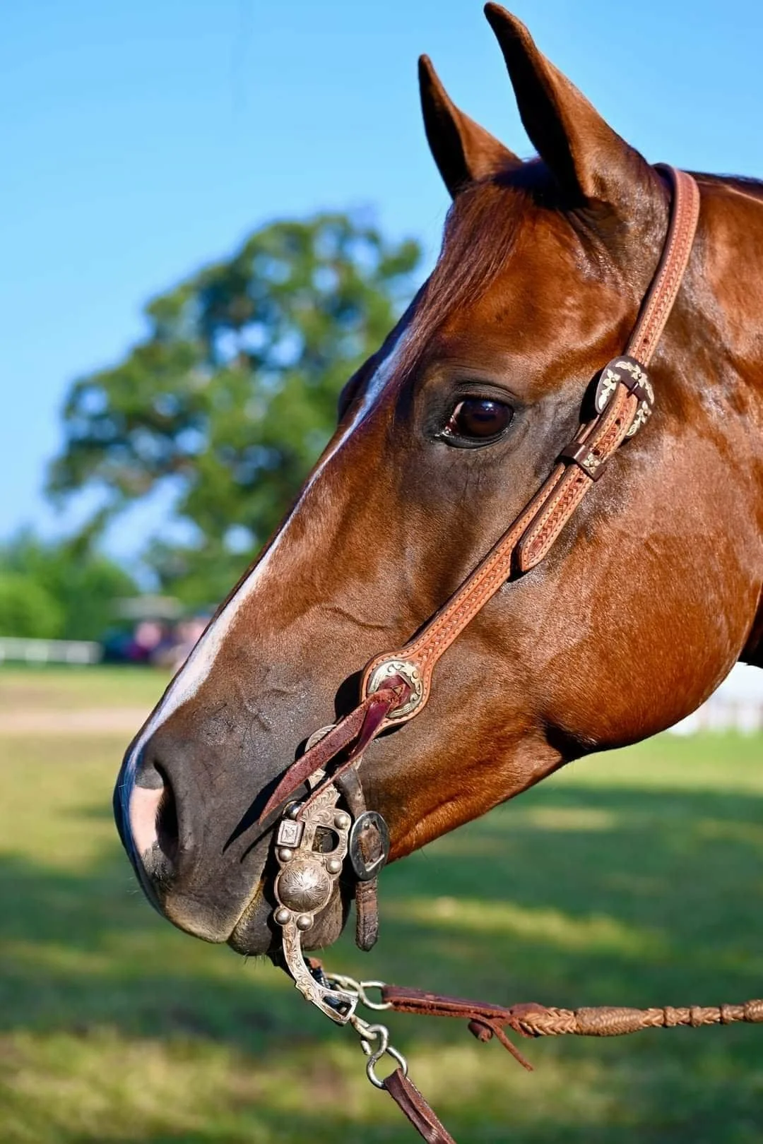 RHU Honorary graduate "Tater".