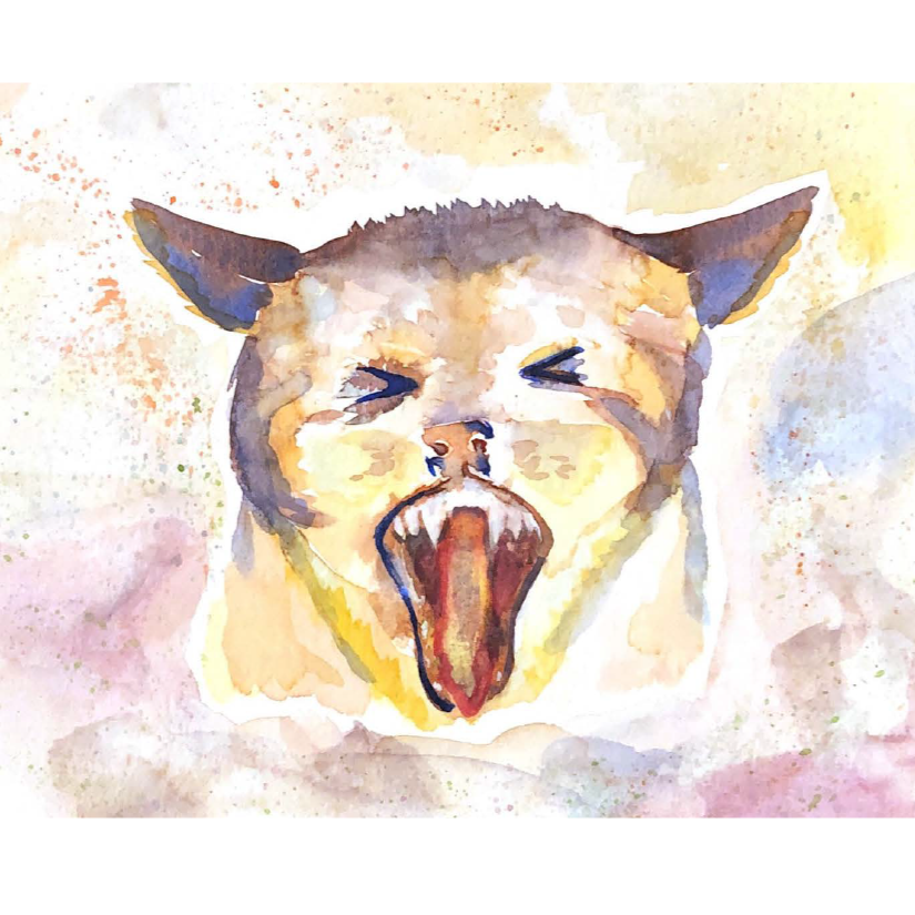 cat.png