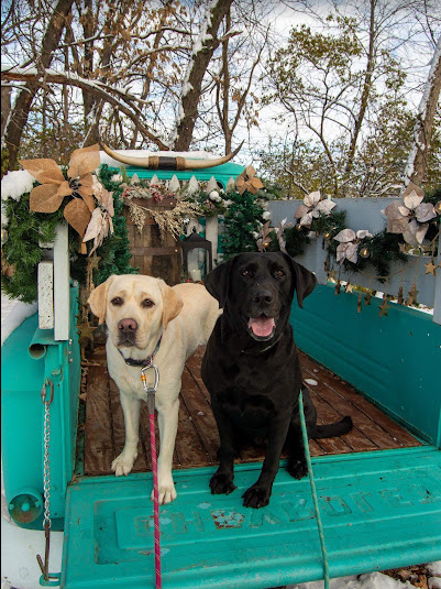 Two dogs, one yellow and one black, sitting on a decorated teal trailer deck with trees and holiday decorations in the background.