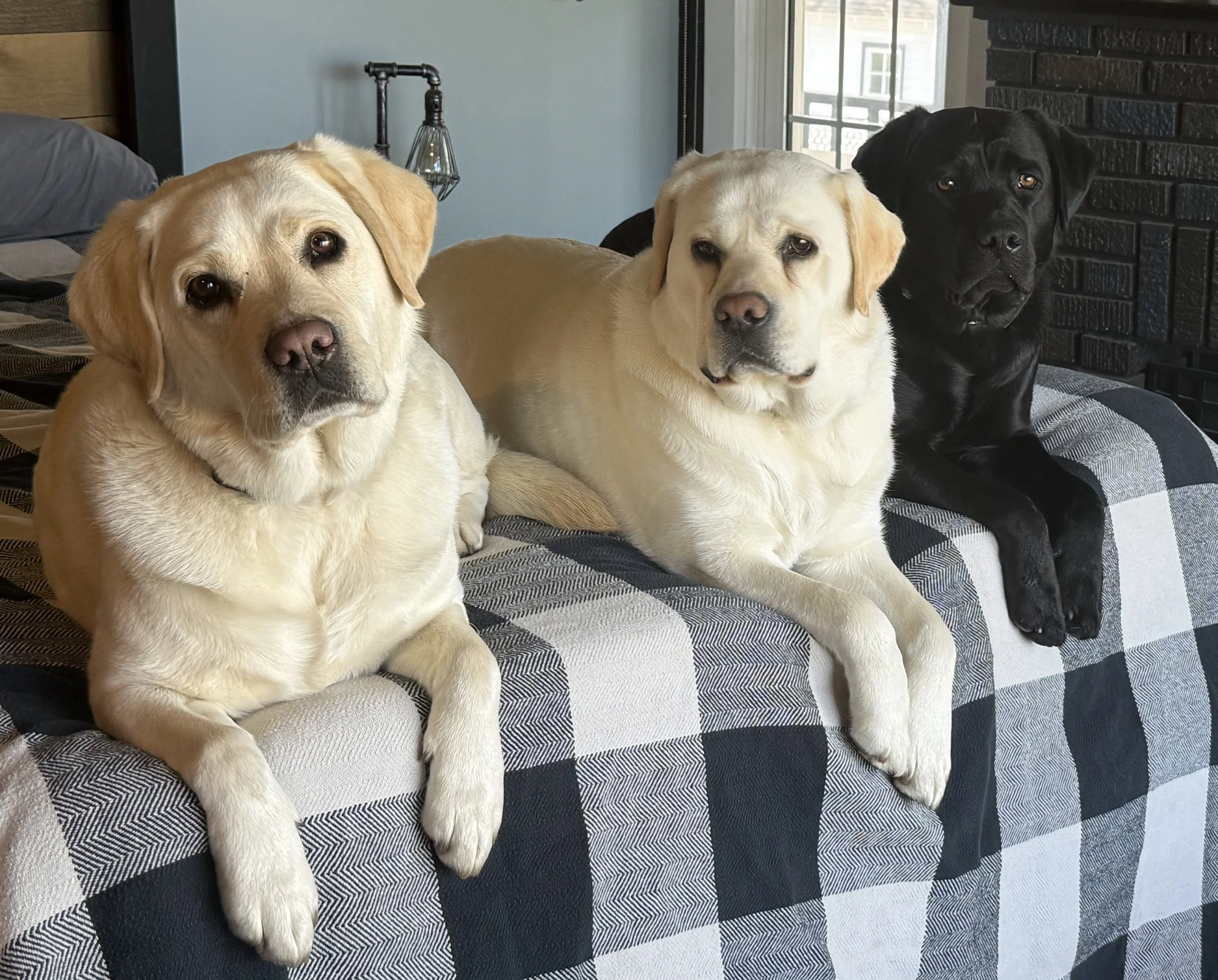 Three Labrador Retriever dogs, two yellow and one black, lying on a checkered couch in a living room with a large window and brick wall background.