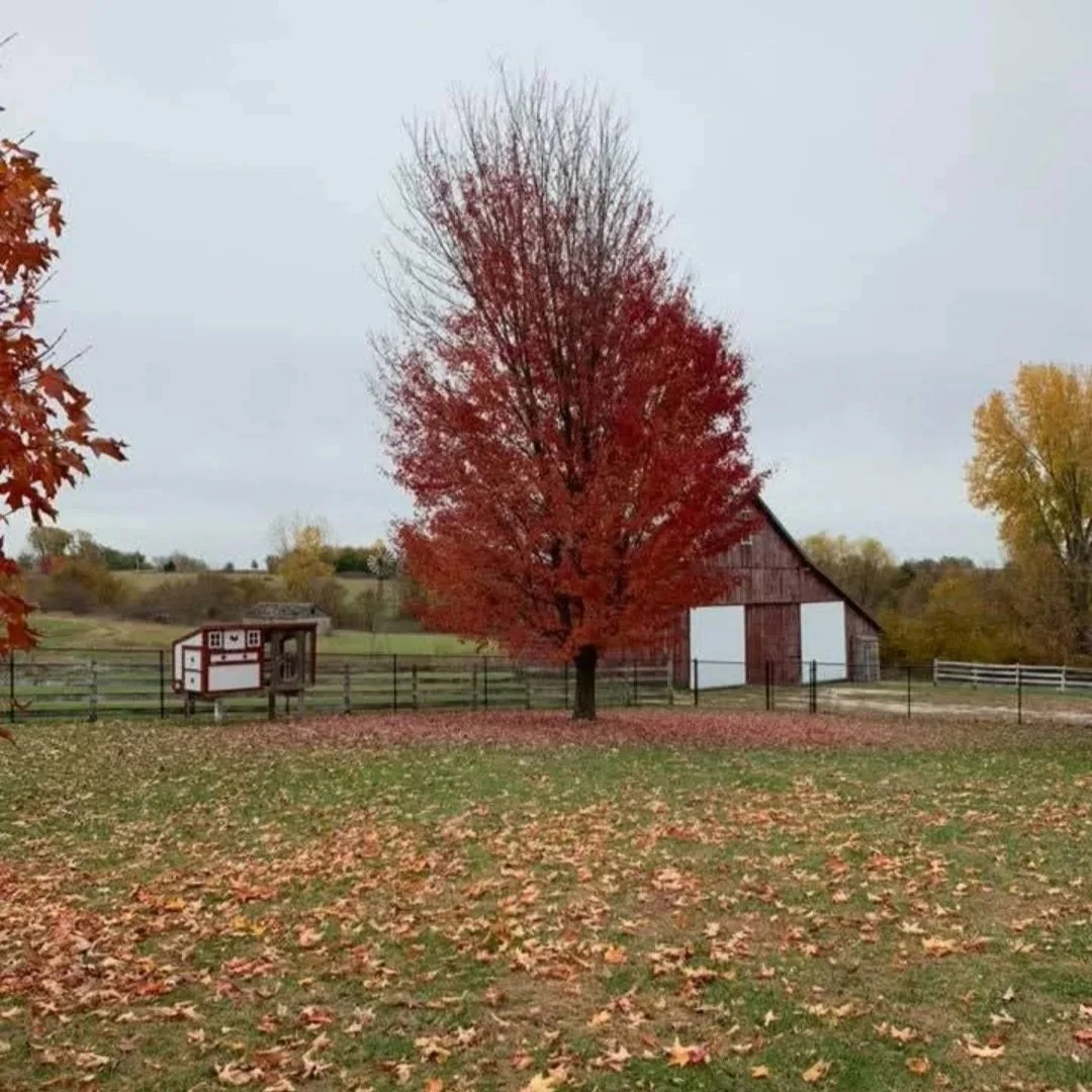 A red fall tree in the center of a grassy field with fallen leaves, a barn in the background, and overcast sky.