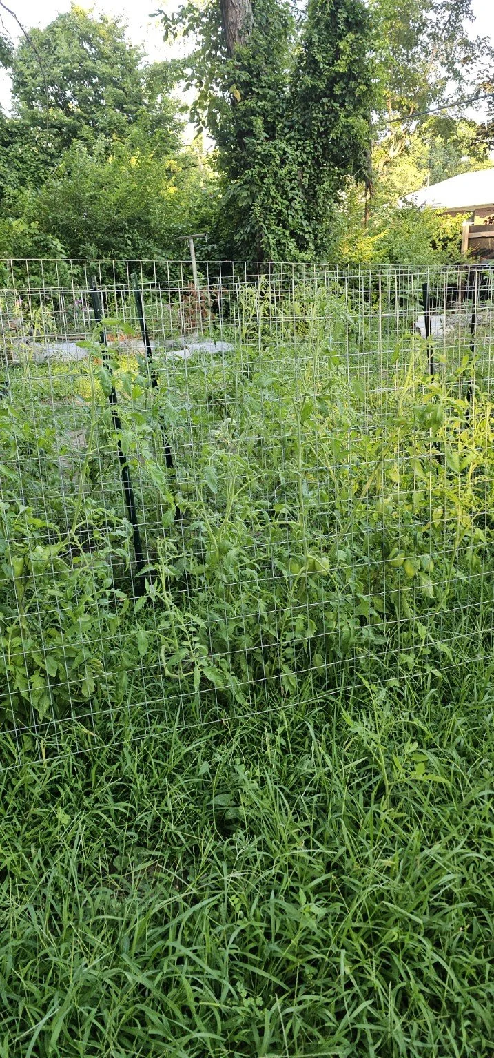 Tomato plants climbing through trellises in the Forest Manor Farms backyard garden.