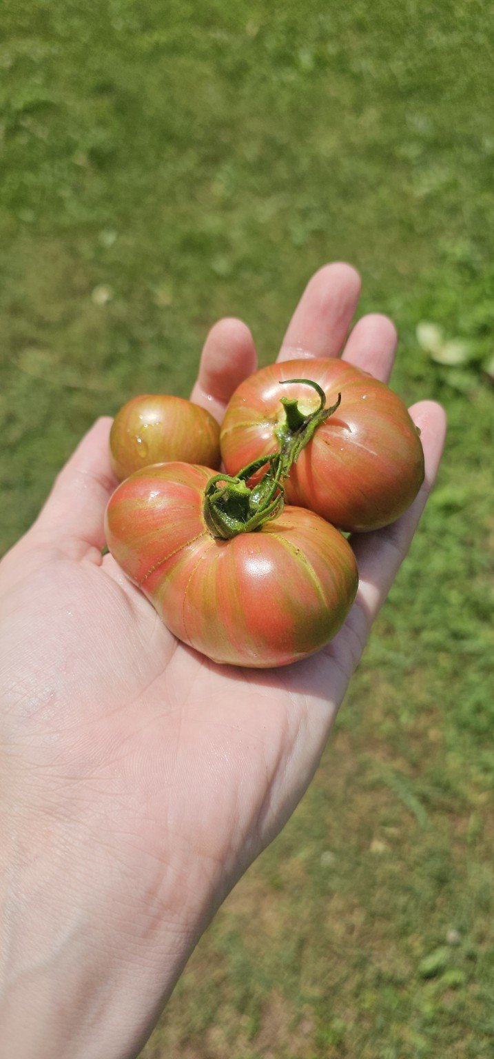 Freshly harvested striped heirloom tomatoes grown at Forest Manor Farms.