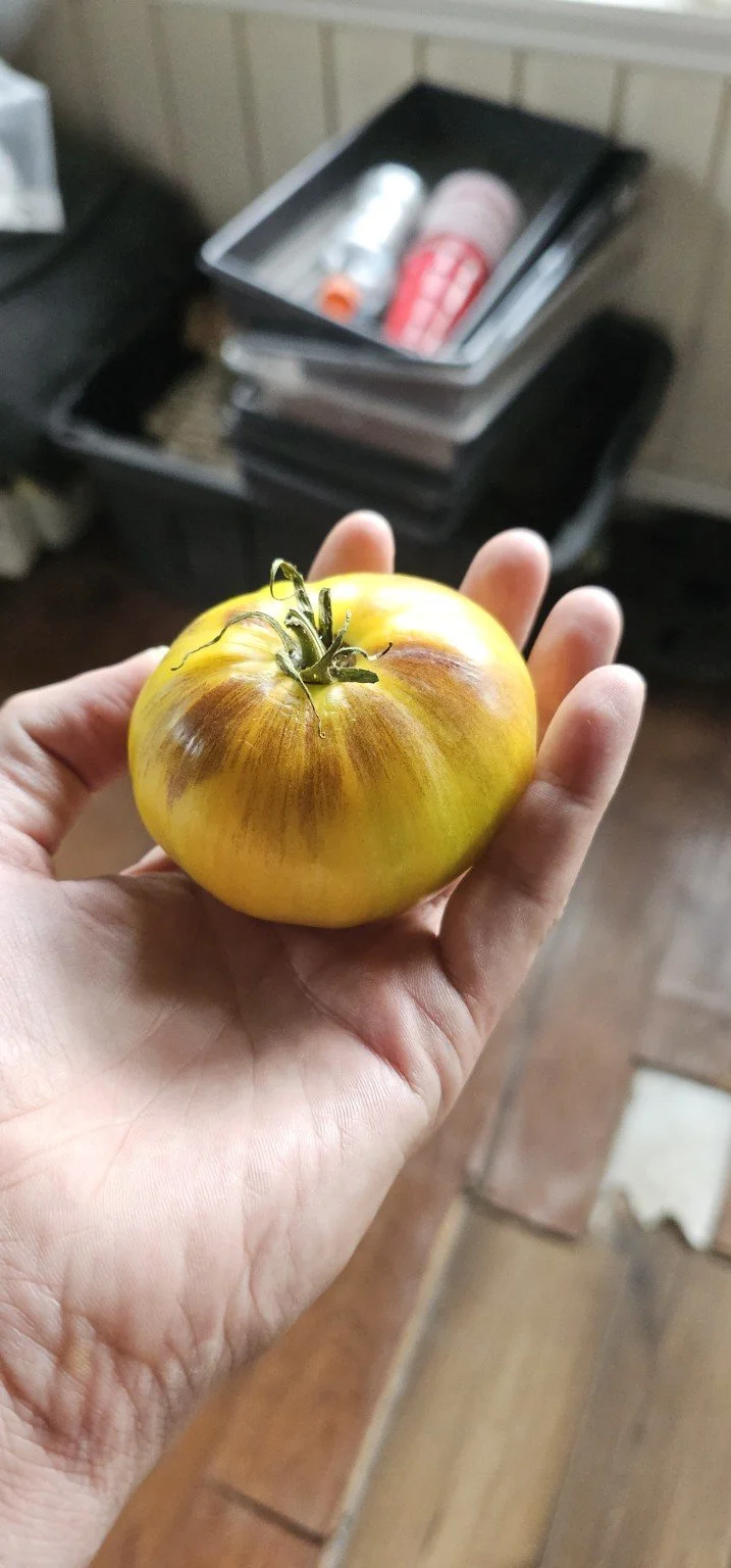 A ripe yellow-and-brown striped heirloom tomato grown at Forest Manor Farms.