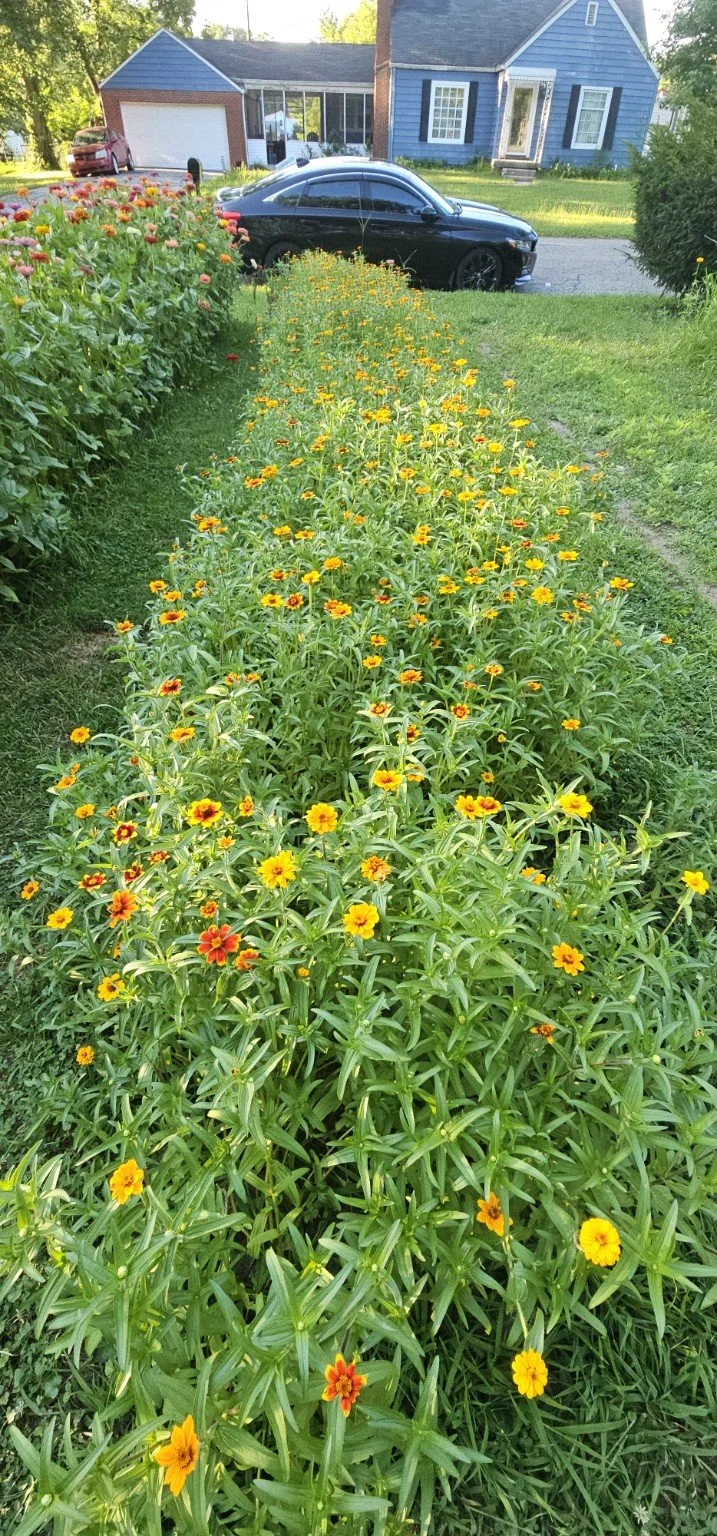 Orange zinnia row growing at Forest Manor Farms in Indianapolis.