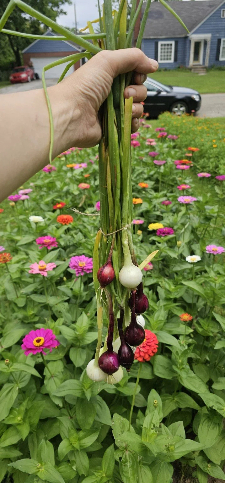 Fresh red and white onions harvested in front of colorful zinnias at Forest Manor Farms.