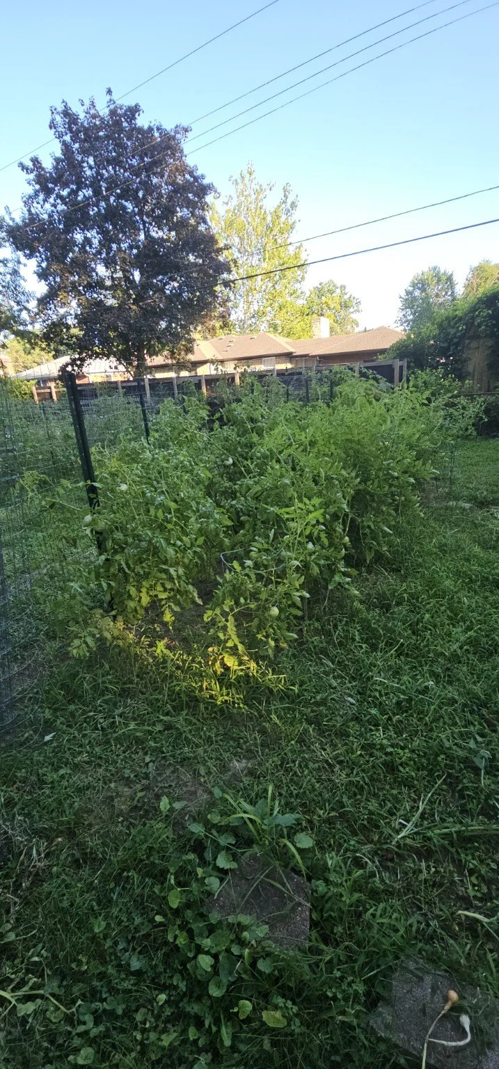 Rows of tomato plants growing in the Forest Manor Farms garden.
