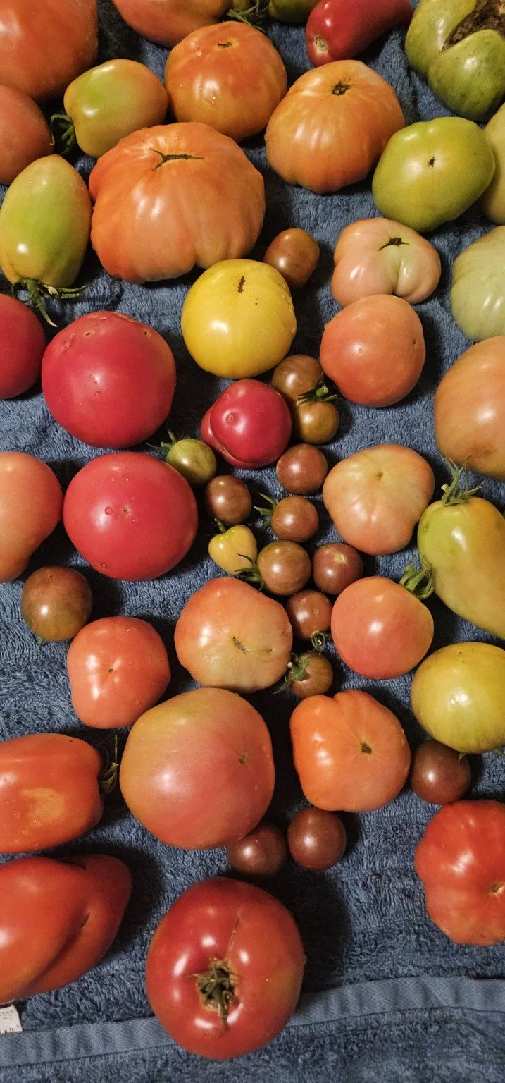 A colorful heirloom tomato harvest grown at Forest Manor Farms.
