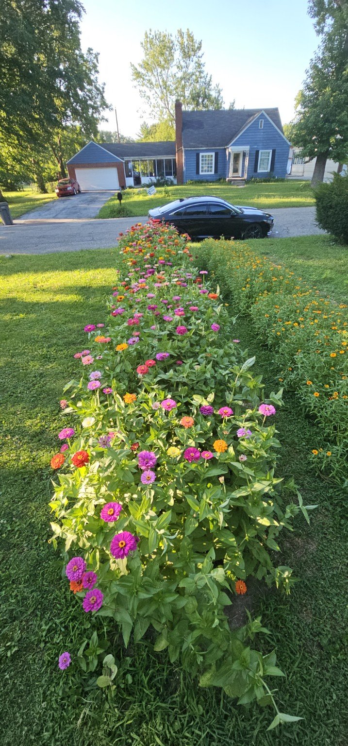 Colorful zinnia flower rows growing at Forest Manor Farms in Indianapolis.