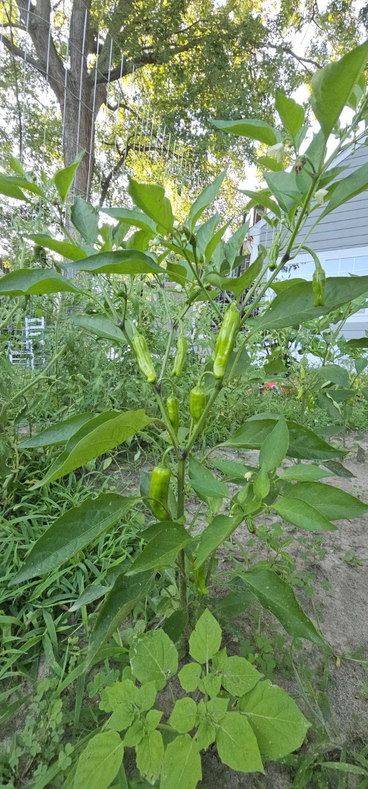 Shishito peppers growing on the plant at Forest Manor Farms.