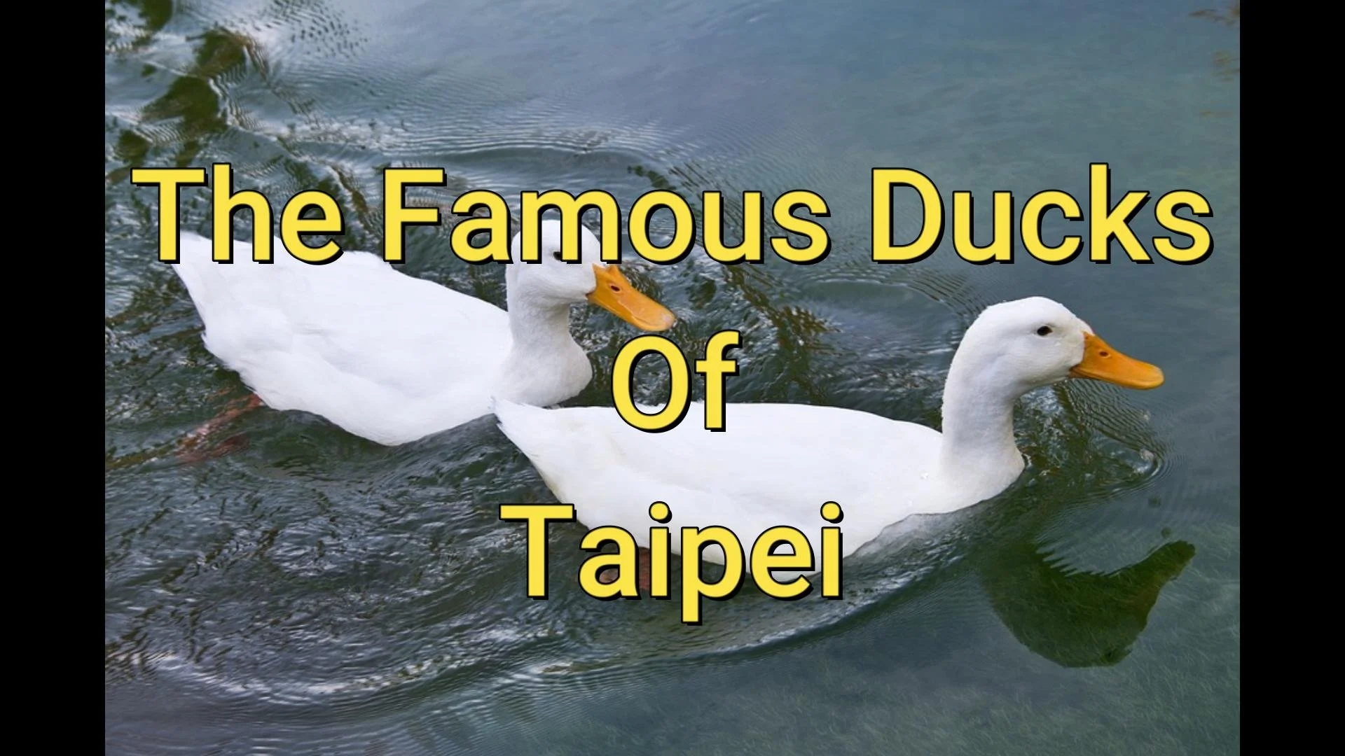 The Famous Ducks of Taipei: A True Joe Story