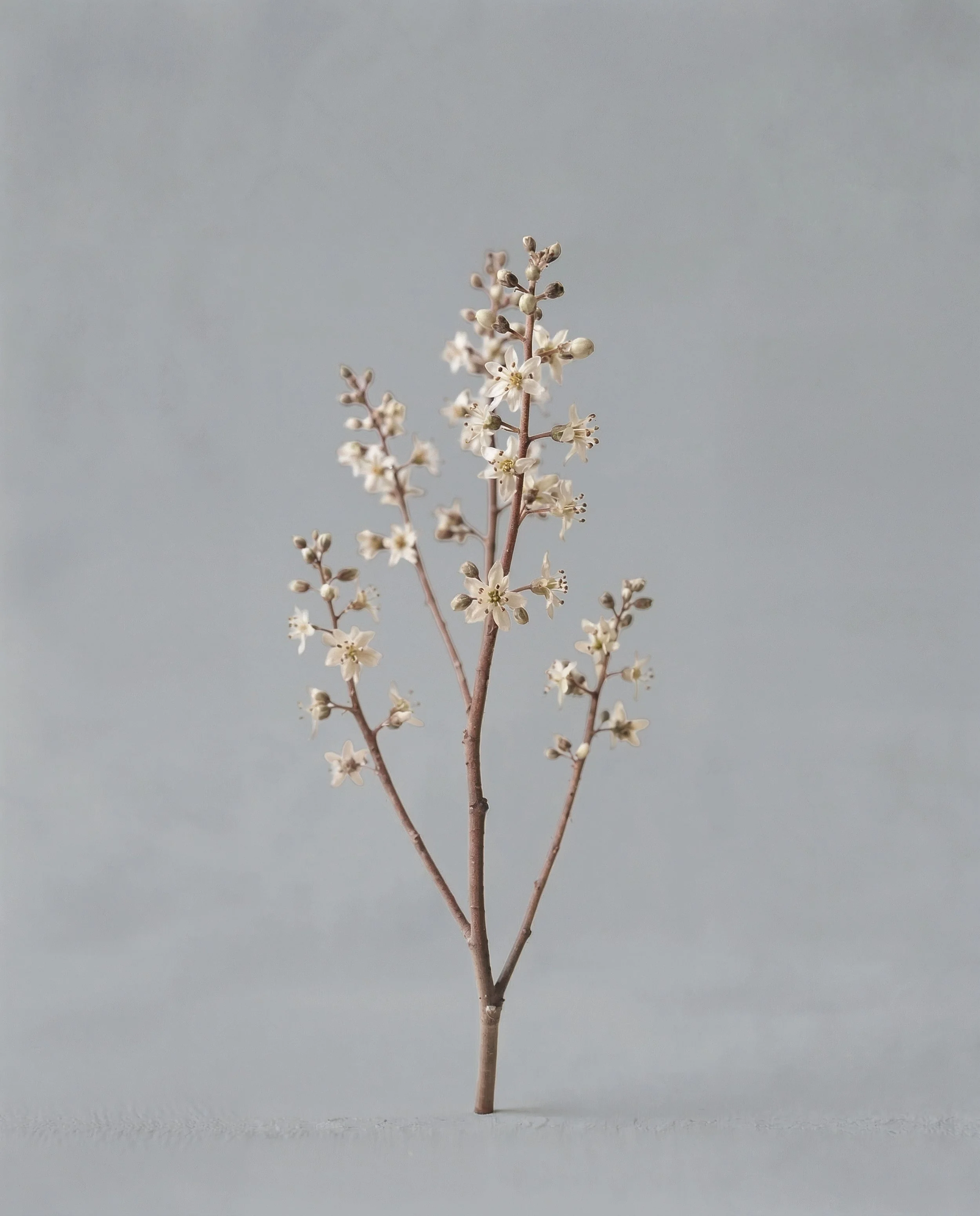 Boswellia_Holdl copy.jpg