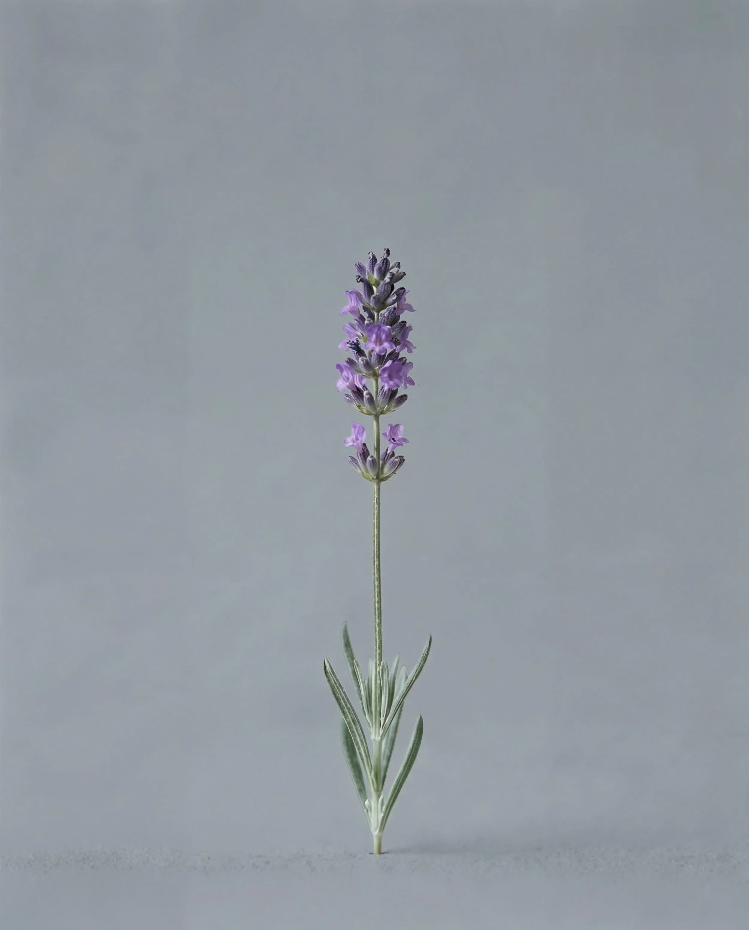 Lavender_Release copy.jpg