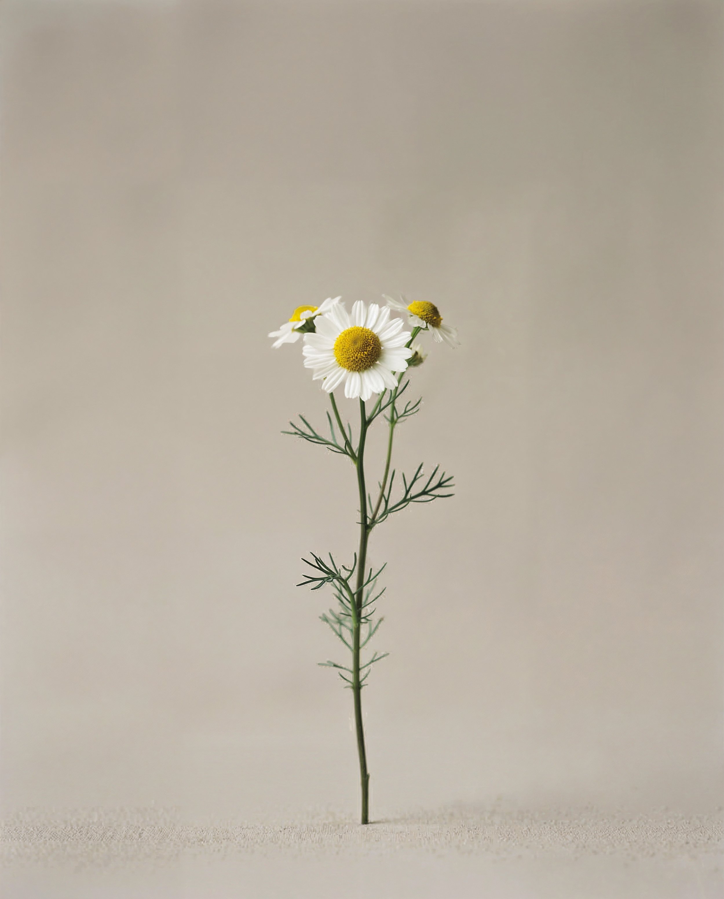 Chamomile_Arrive copy.jpg