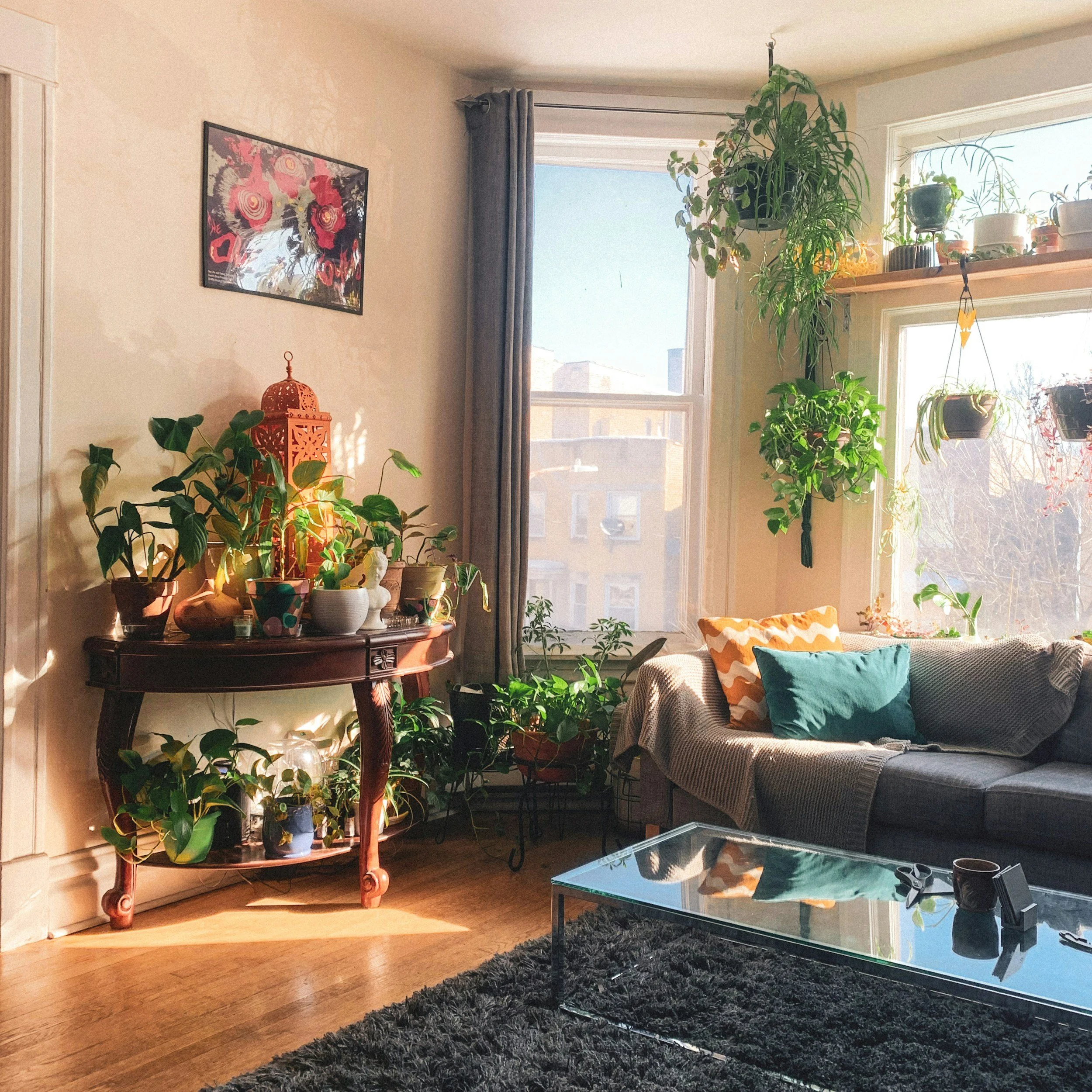 Sunlit living room with plants on a wooden table, hanging and windowsill planters, a gray couch with colorful pillows, a glass coffee table, window with view of buildings outside, framed art on wall, and a dark shaggy rug.