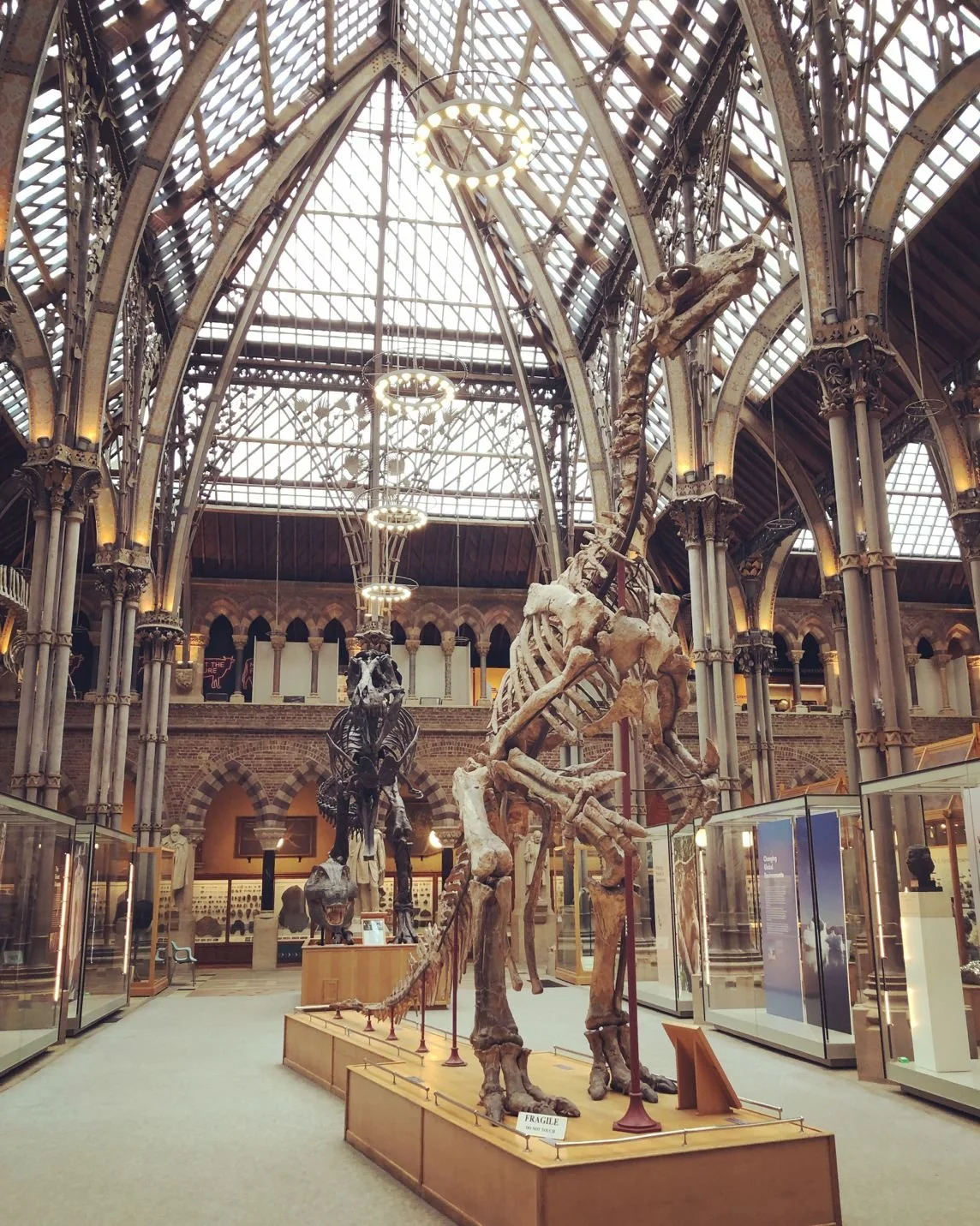 Dinosaur skeletons displayed in a museum with a high glass and metal ceiling.