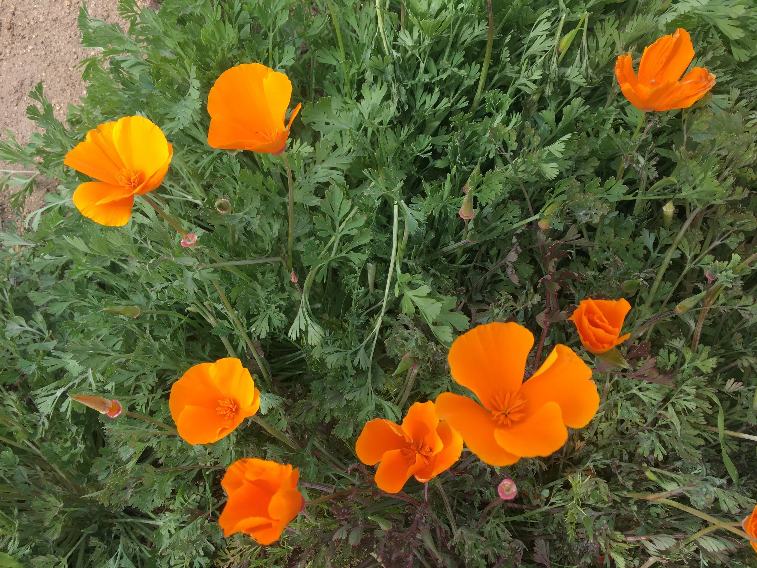 6 Week Nutrition Coaching