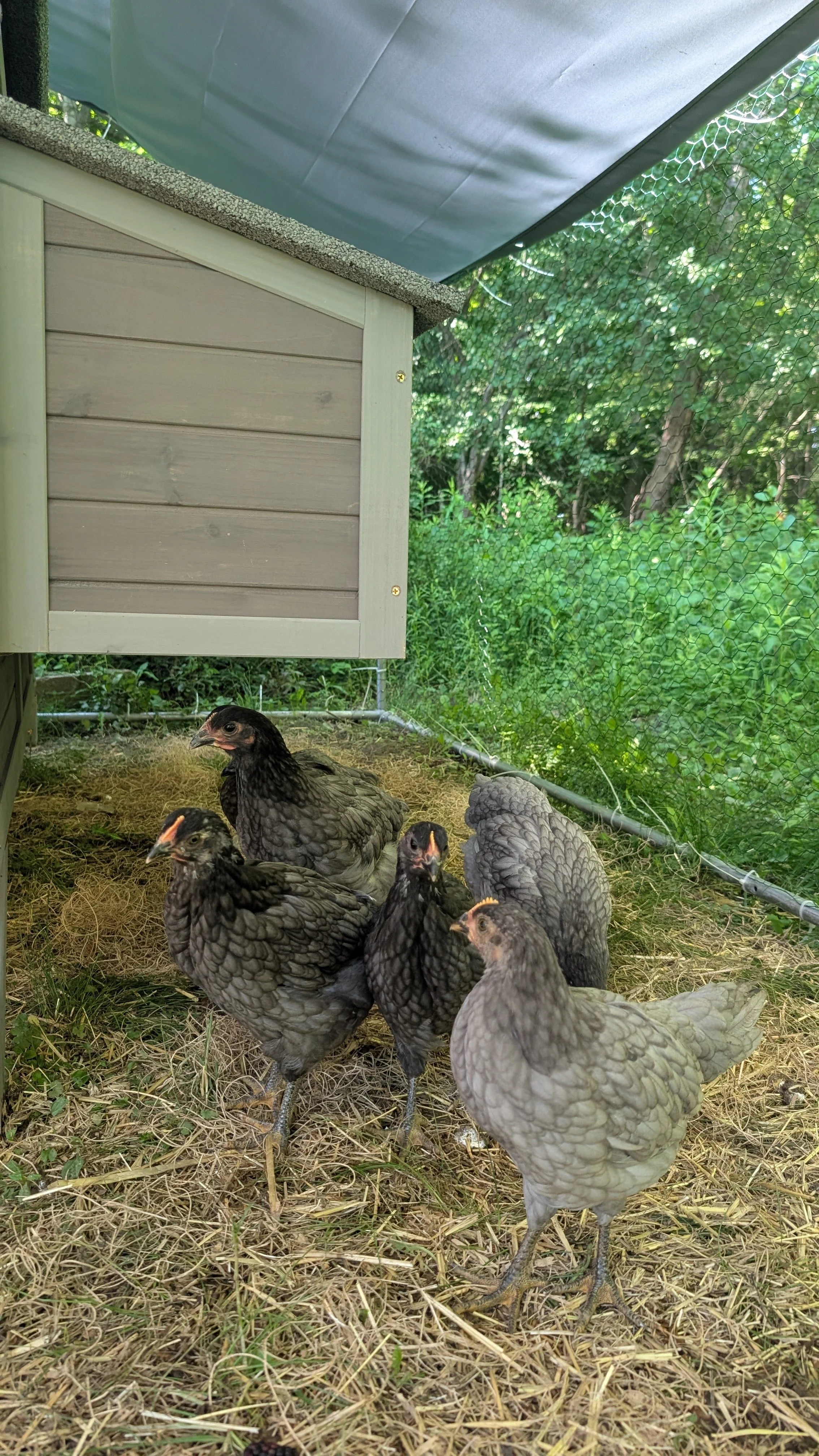 chickens and foxes and paintings - oh my 