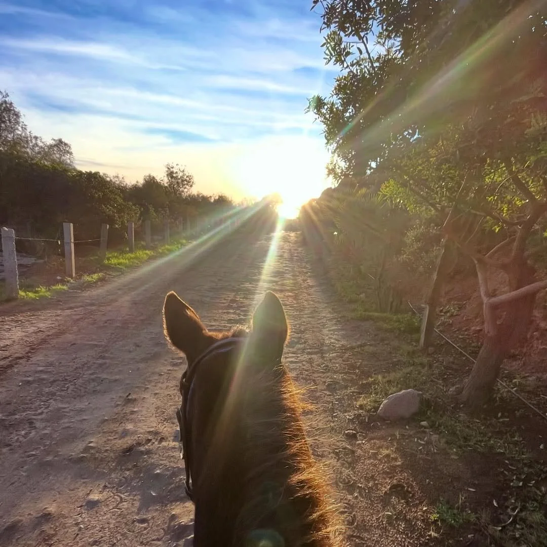 The Engaged Rein: why ‘fixed’ is actually free