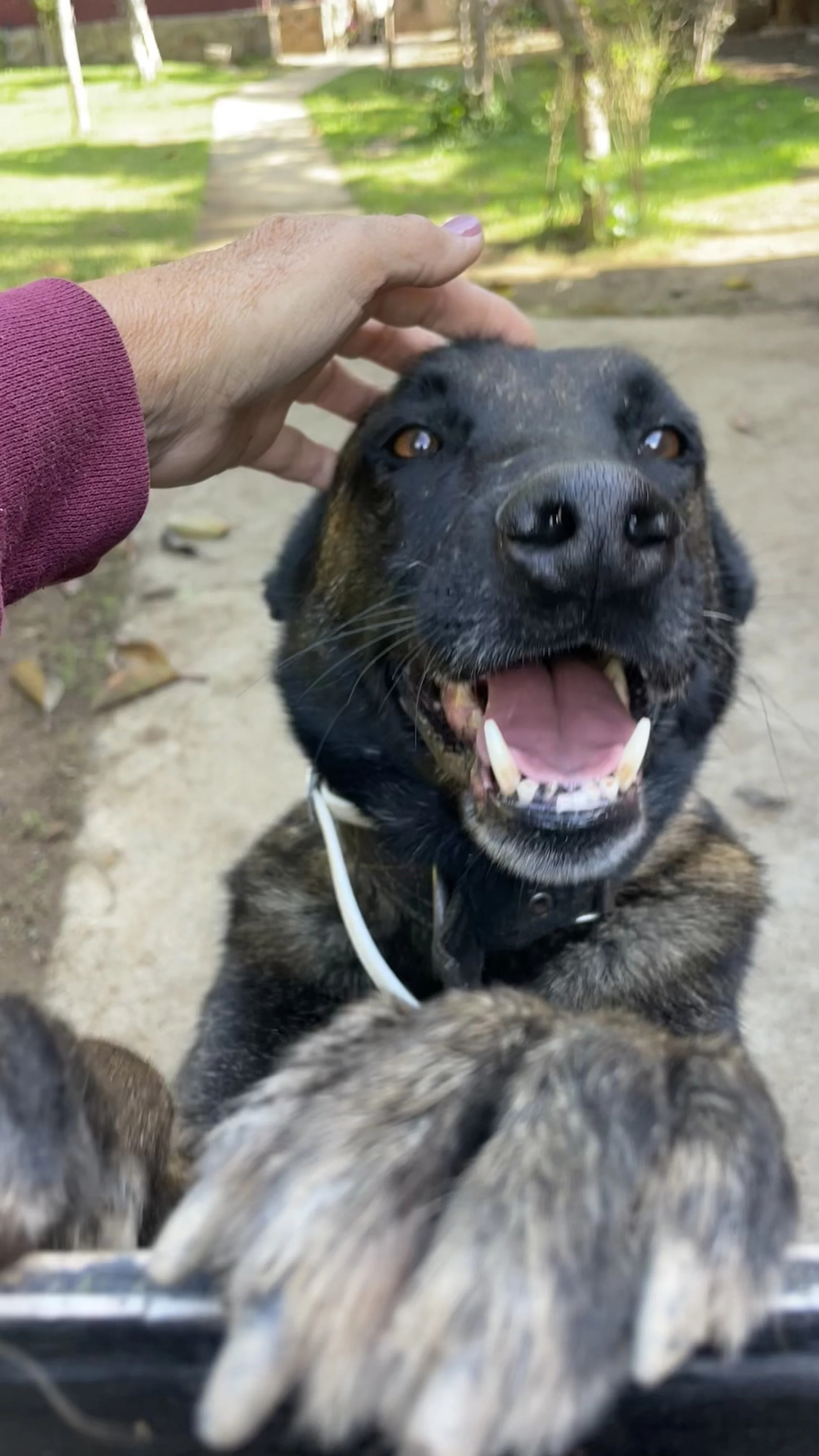 Coco at the Gate: On Garden Living and the 10% Trap