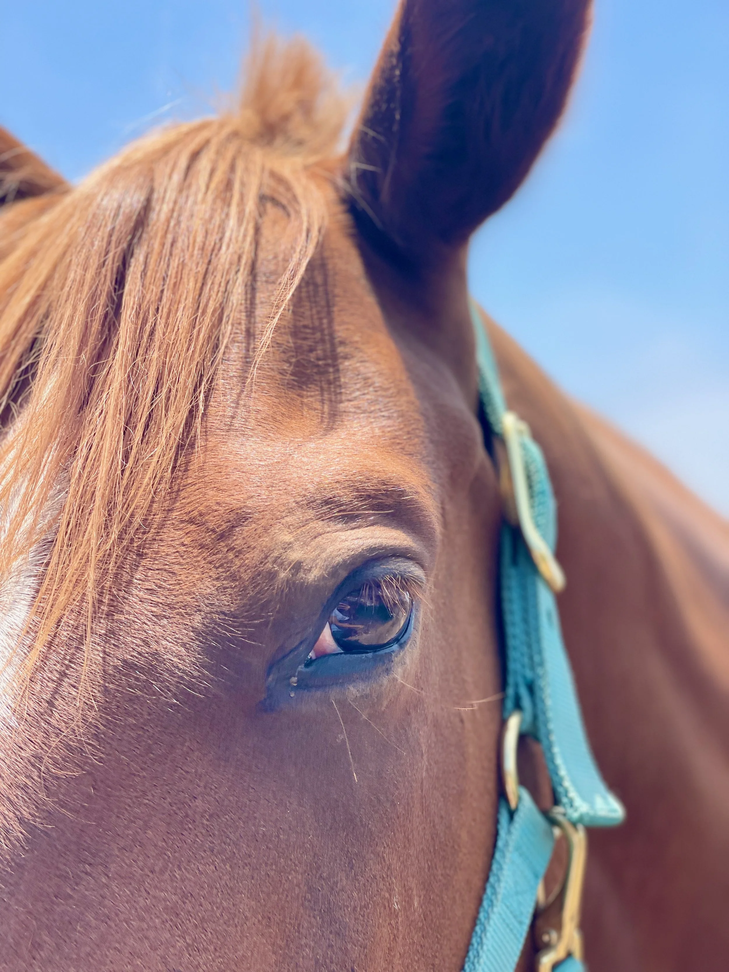 The Homecoming: Sinking Into the Now