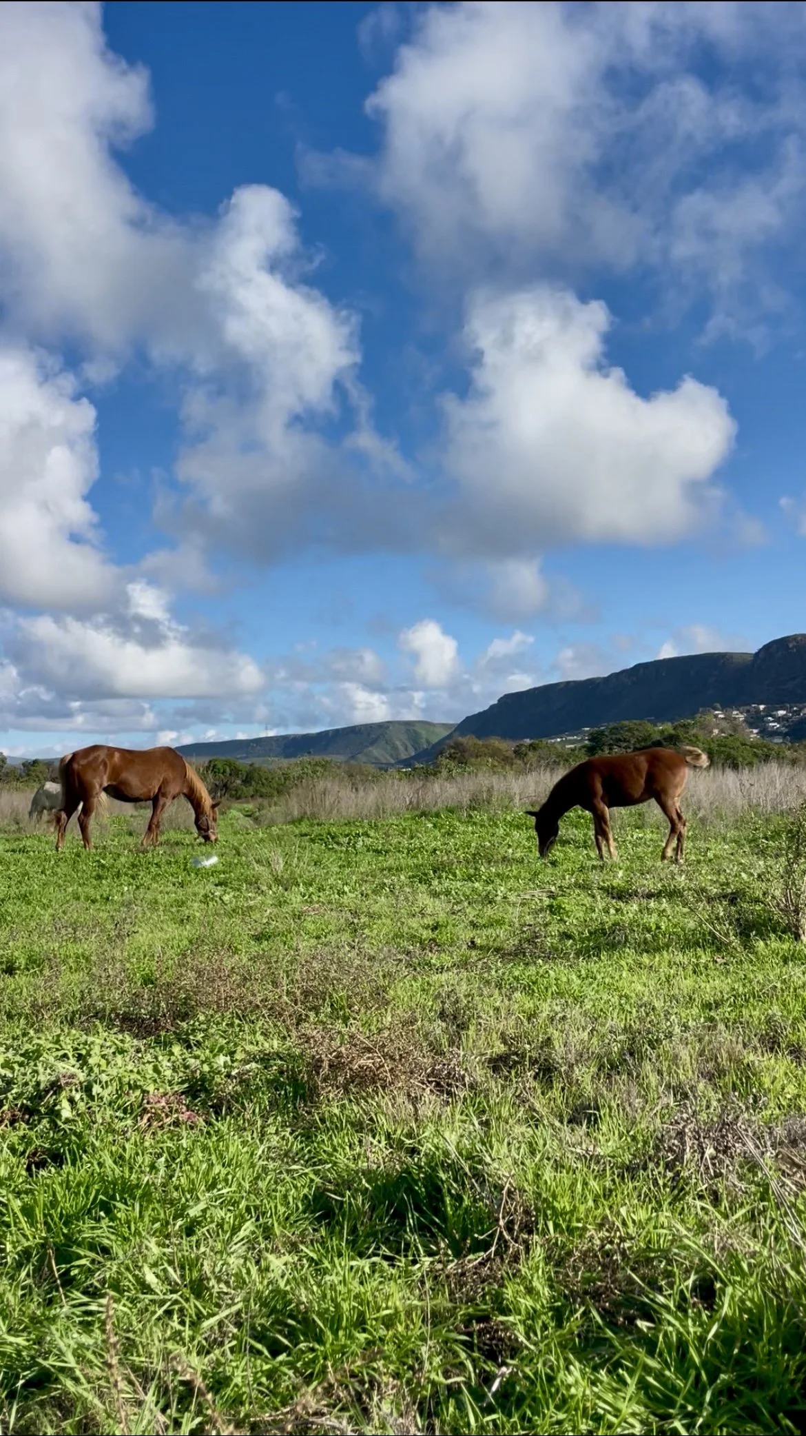 Life Between the Gallops