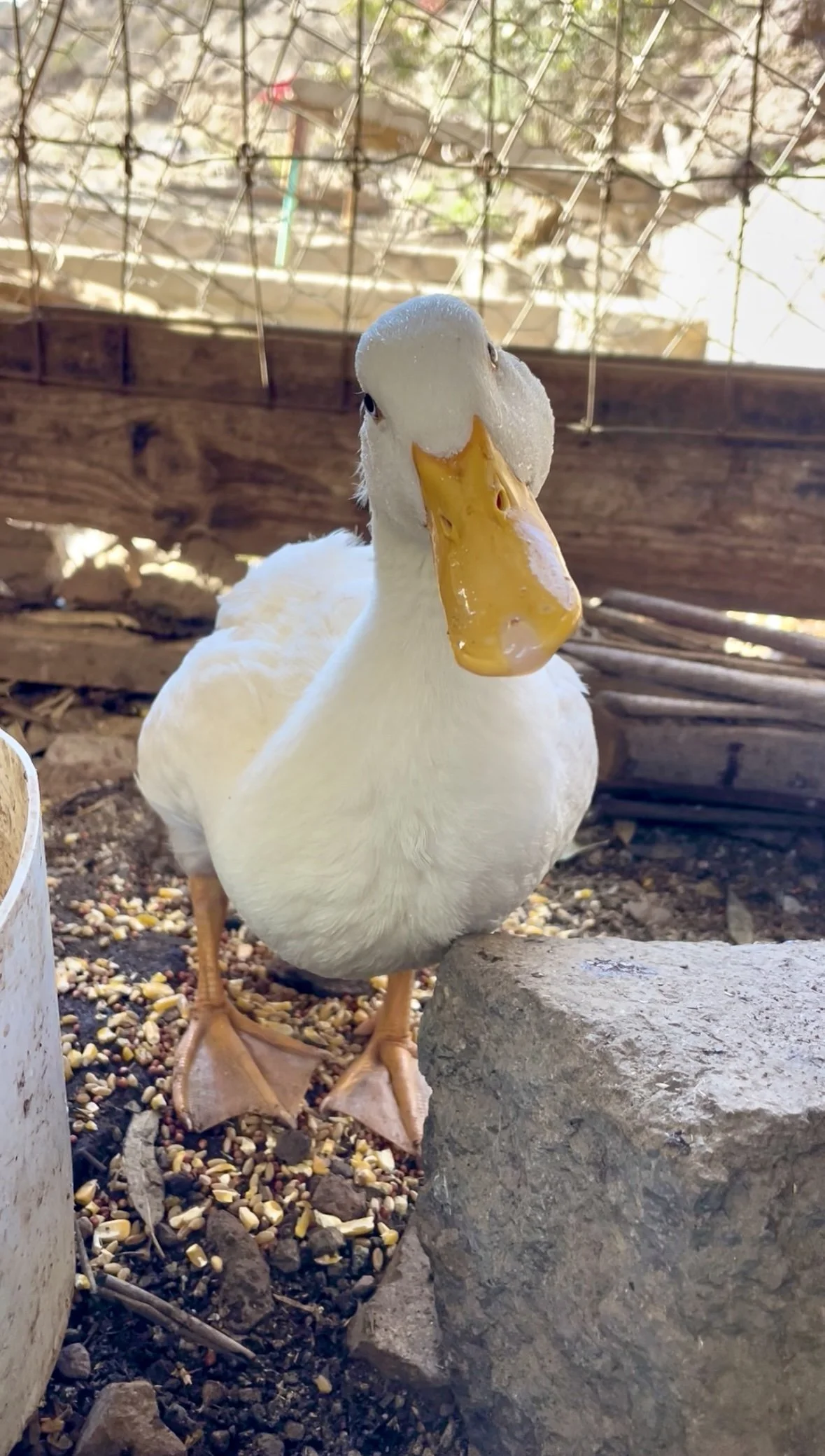 The Safety of Sanctuary: A Story of Gato and Pato