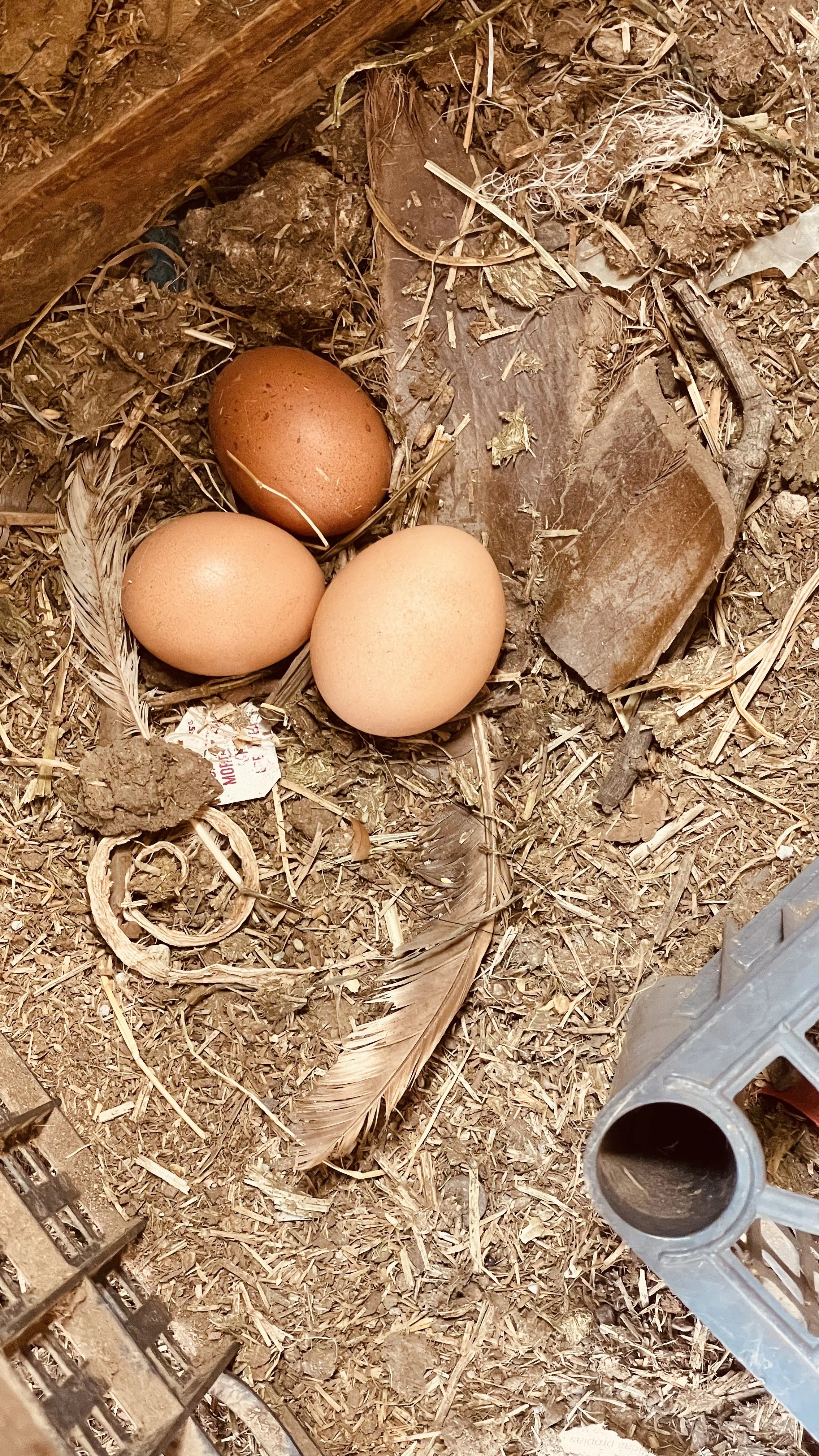 The Story of the Chicken and the Egg(s)