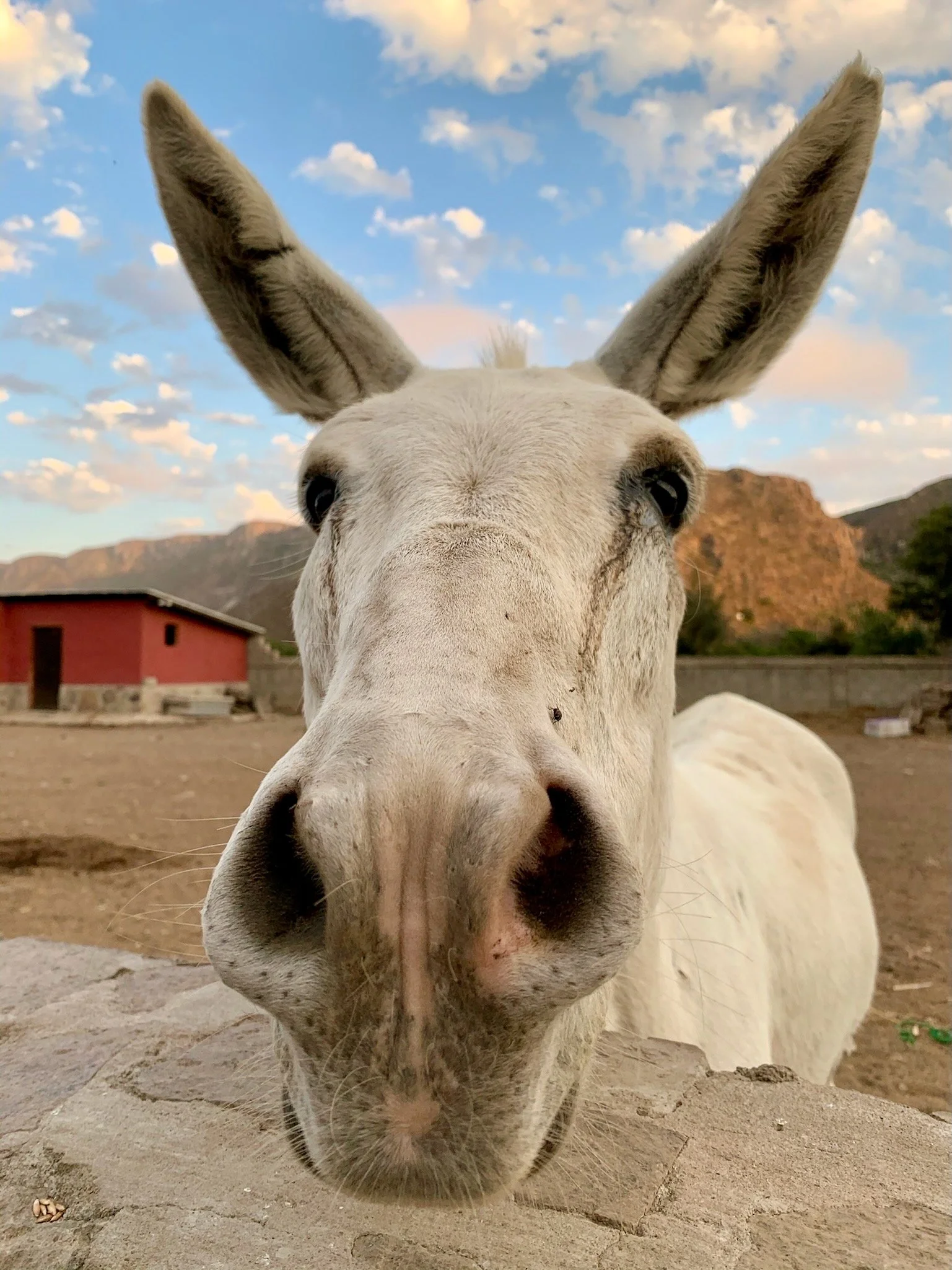 On Kings and Donkeys