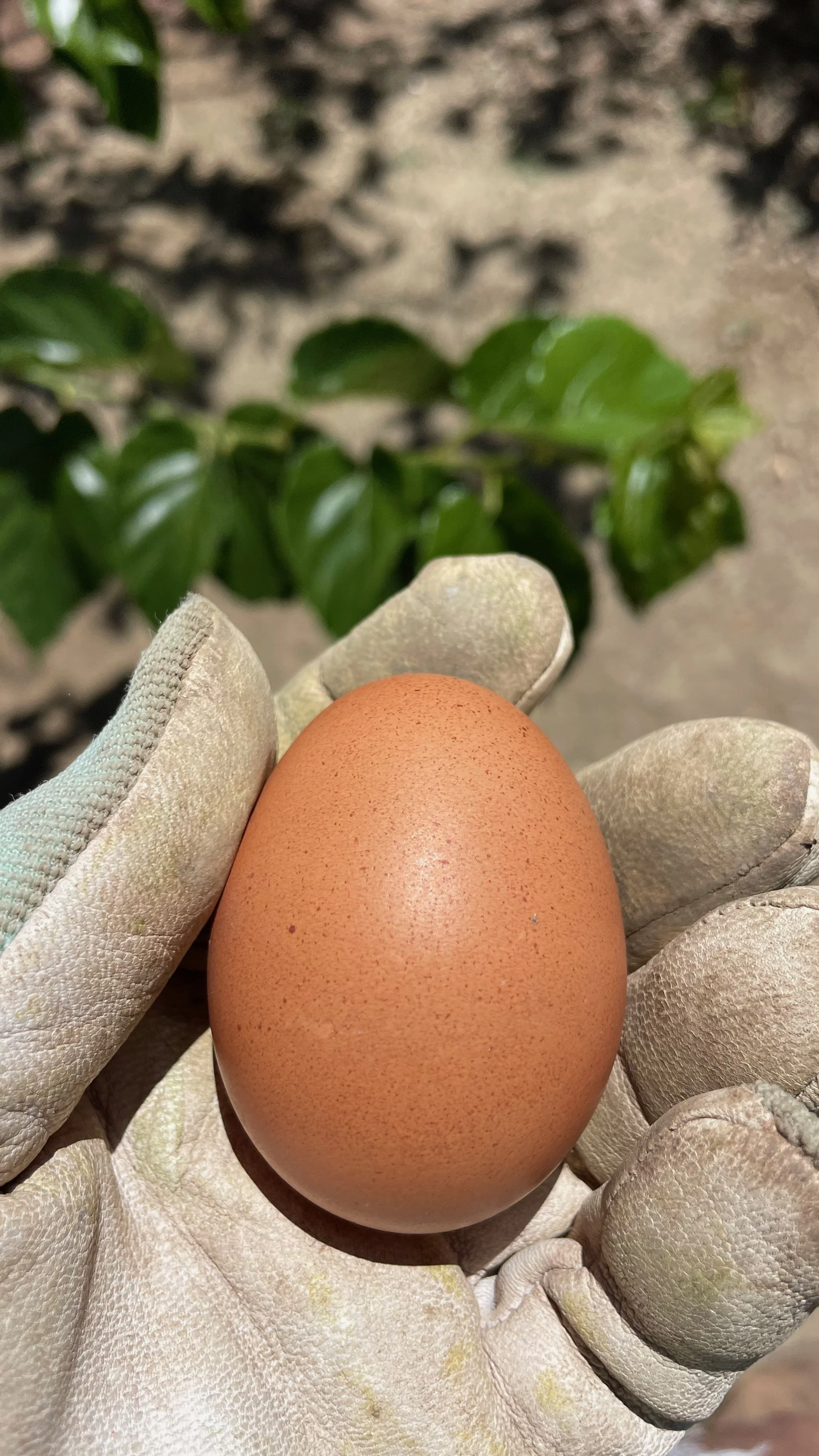 What is Stealing Your Eggs?