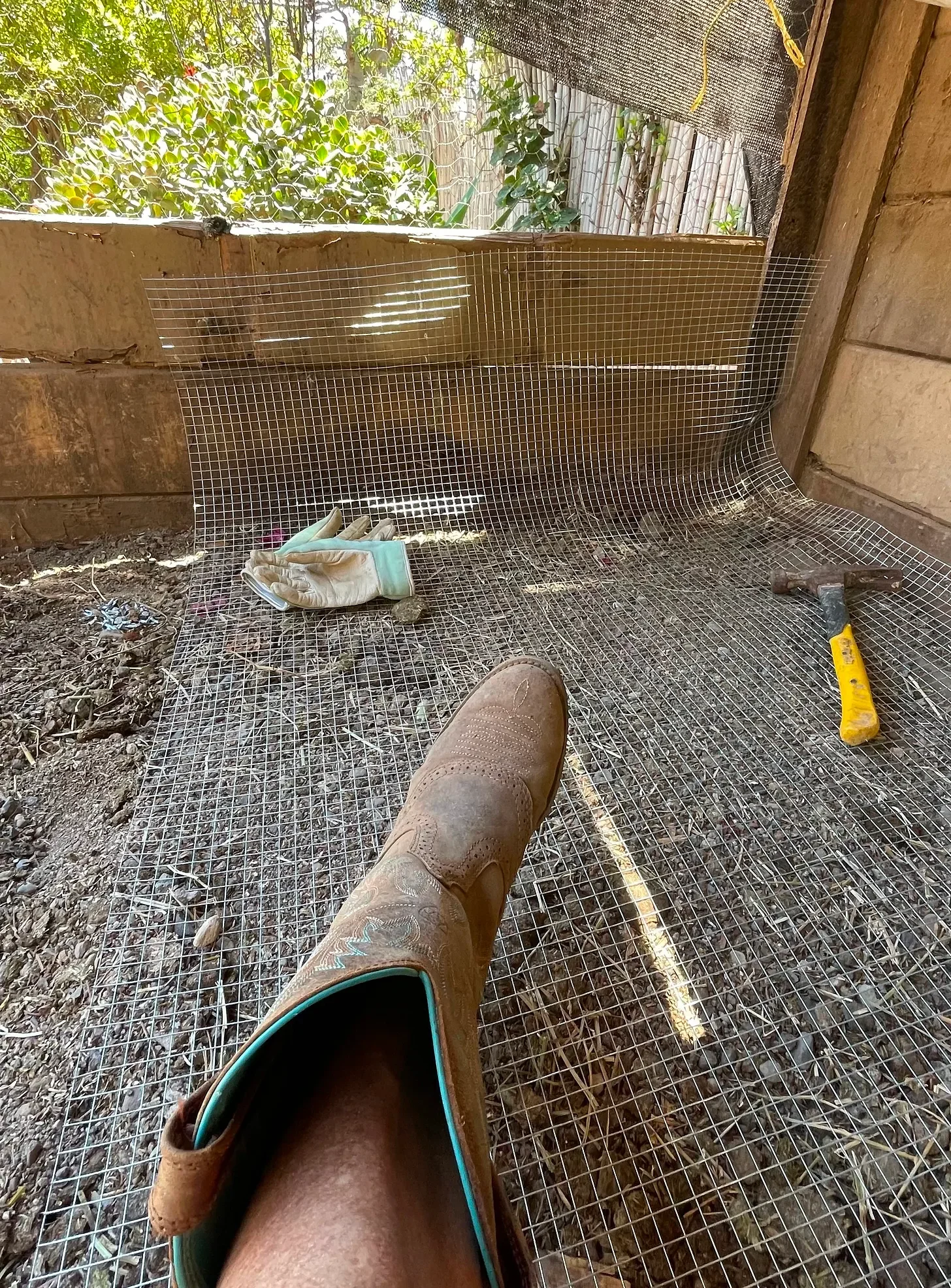 The Squirrel Syndicate (and other things stealing our eggs)