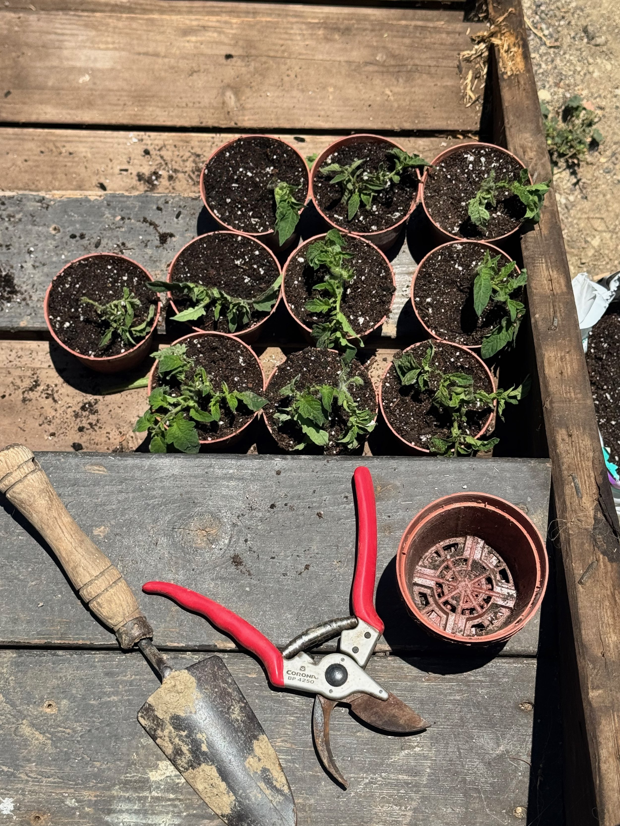 My Tomato Teachers