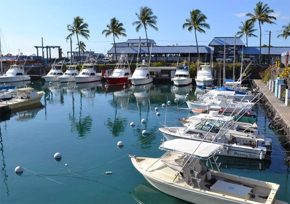 Marina with multiple boats docked, palm trees, and buildings in the background.