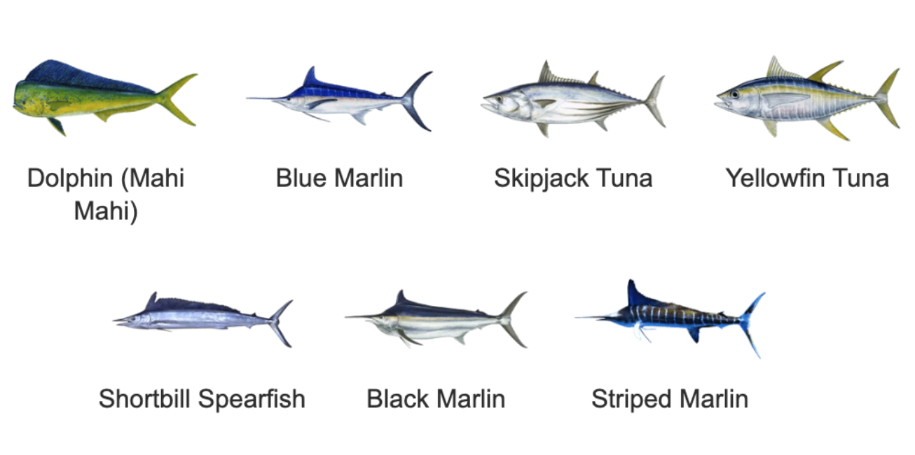A collection of eight different types of fish, including Dolphin (Mahi Mahi), Blue Marlin, Skipjack Tuna, Yellowfin Tuna, Shortbill Spearfish, Black Marlin, Striped Marlin, arranged in two rows, with labels underneath each fish.