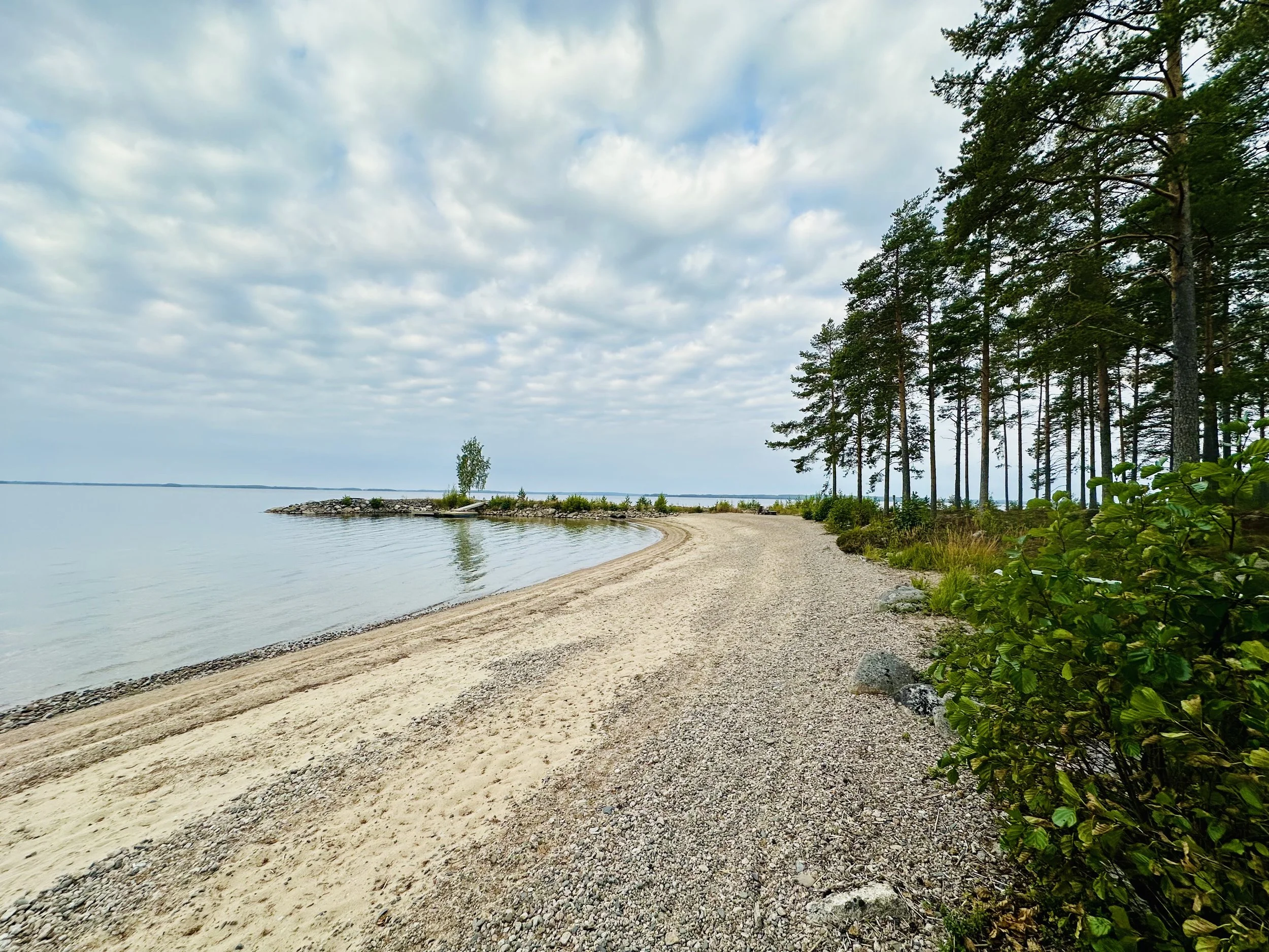 Hiljainen järvenranta, jossa on kapea, hieman kaareva rantaviiva, tyyni vesi ja oikealla korkeiden mäntyjen muodostama puurivi osittain pilvisen taivaan alla.