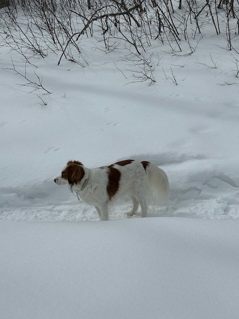 a red and white kooikerhondje  standing facing to the left in a field full of snow with bare branches in the background