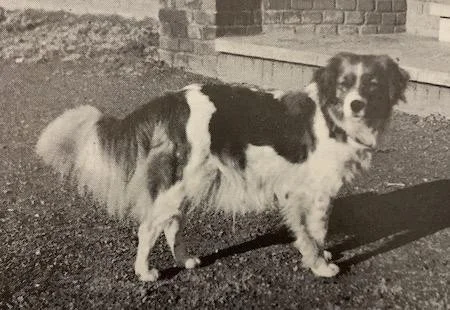 A black and white dog standing outdoors on a gravel surface in front of a brick building.