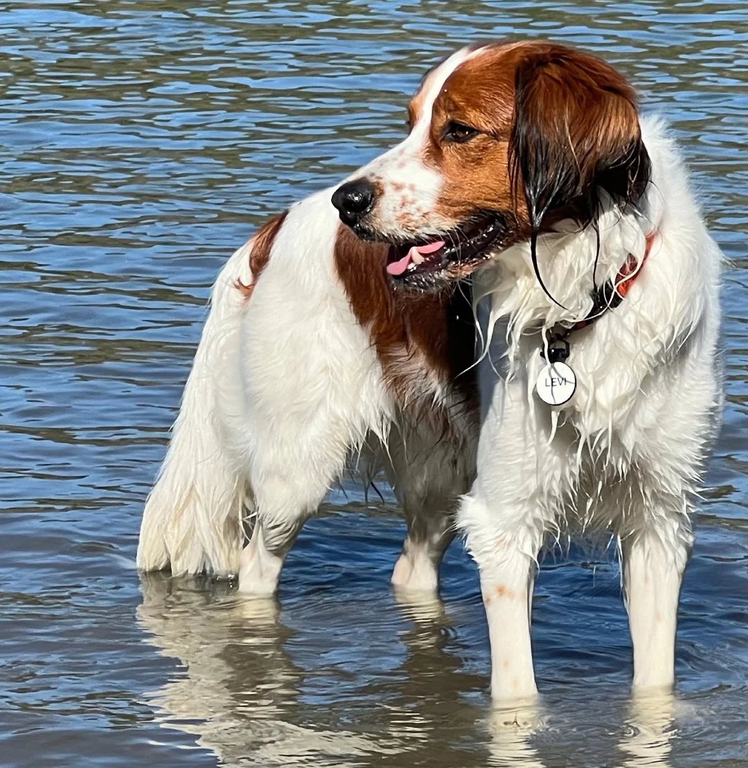 beautiful red and white nederlandse kooikerhondje standing in rippling water with his head turned to the left