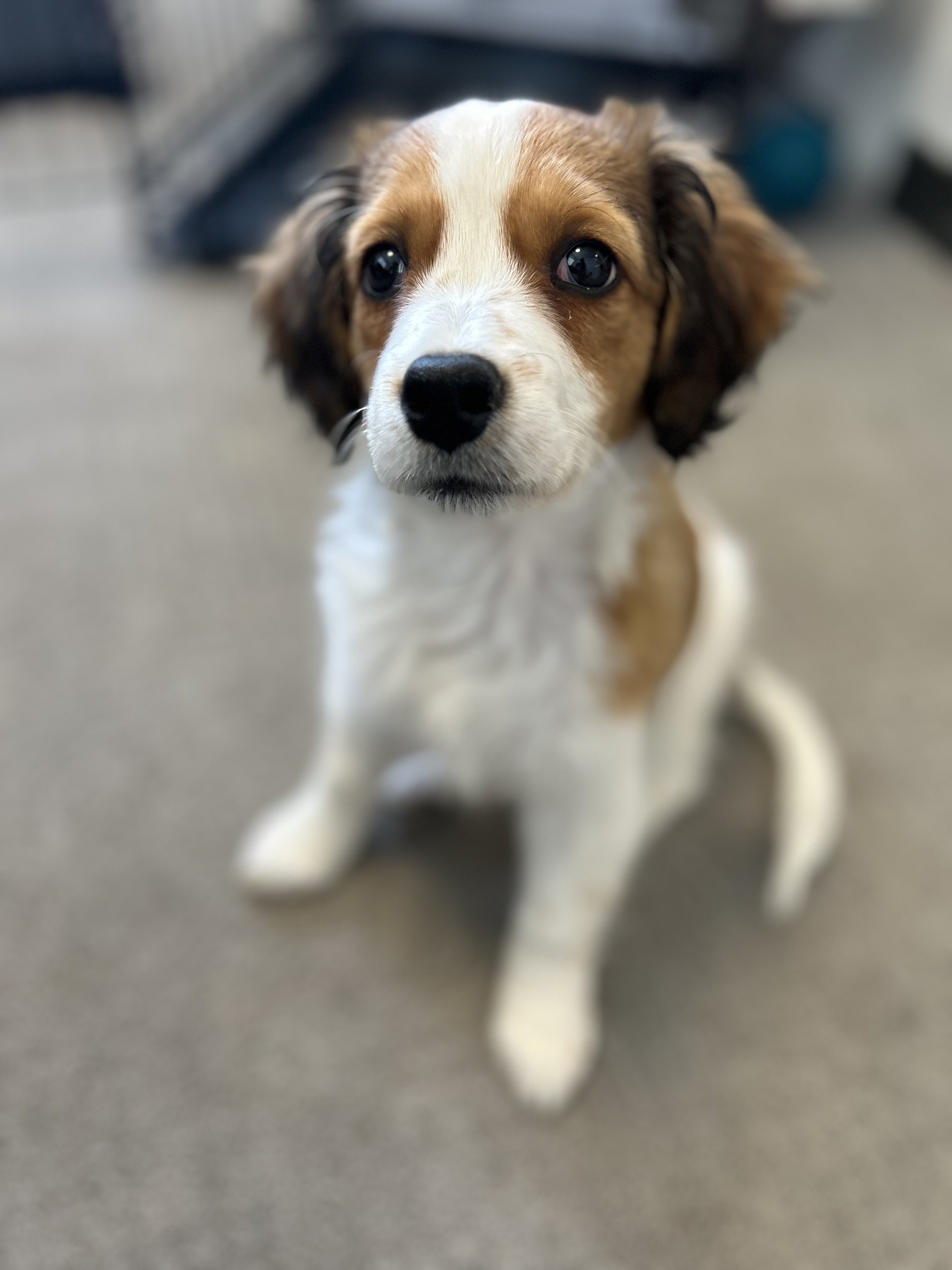 Close-up of a cute Kooikerhondje puppy with brown and white fur, looking up with big, shiny eyes, on a gray surface.