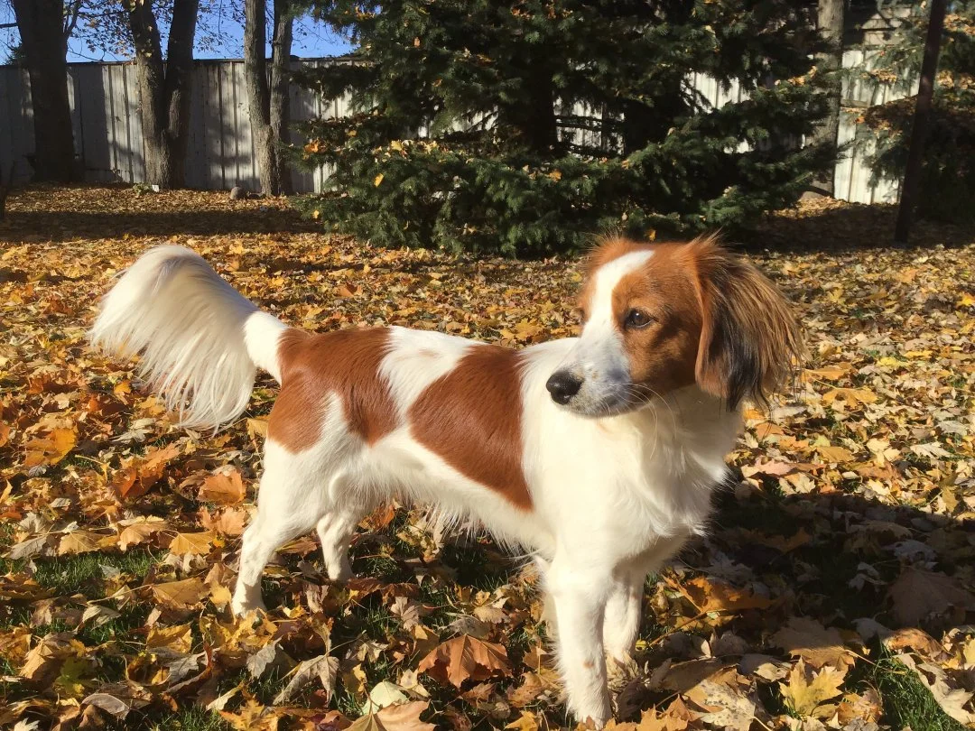 Kooikerhondje dog with white and brown fur standing on autumn leaves showing a flowing white tail