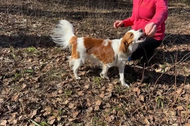 A kooiker reaching for a treat from a person in a reddish jacket.  Person is kneeling on the ground.  Dog has red patches on white with a full white tail spread behind him