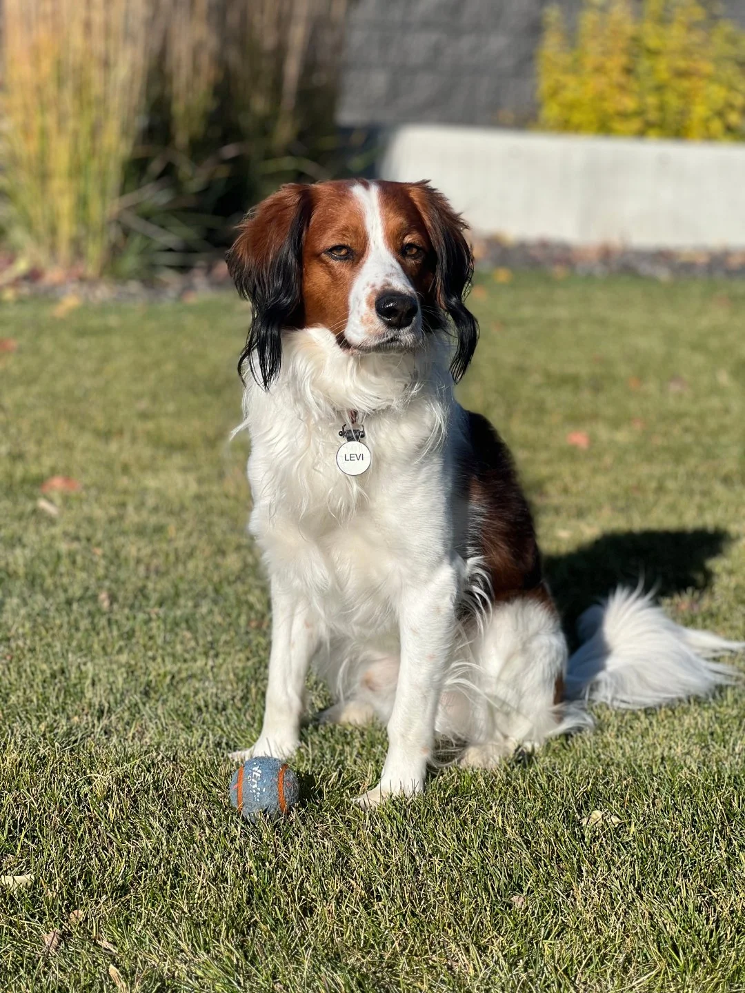 majestic kooiker sitting on a field of grass facing away from the camera with a ball at his feet
